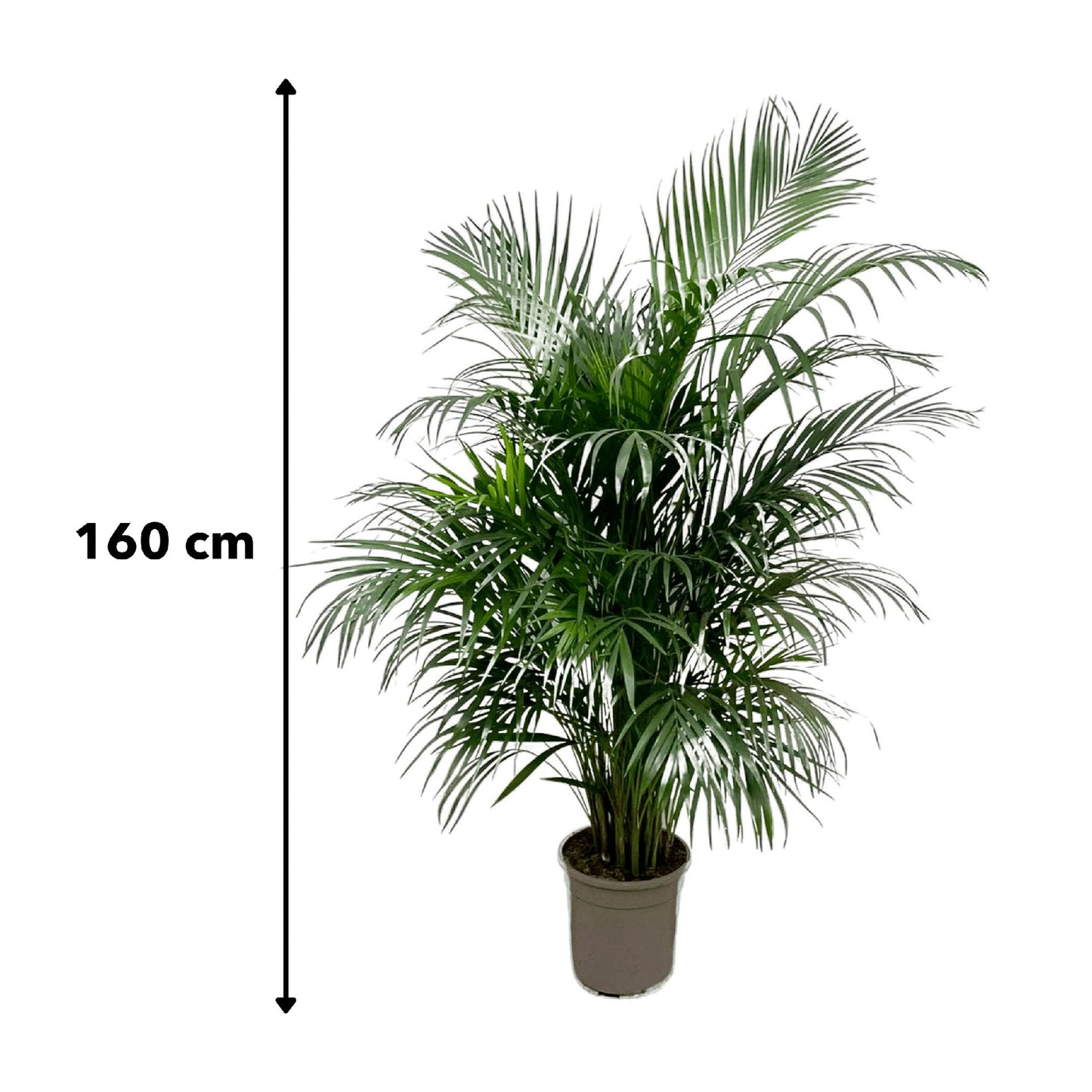 Areca Palm beter bekend als goudpalm (Dypsis Lutescens) van 160 cm hoog met meetlint indicatie, in een pot van 24 cm diameter.