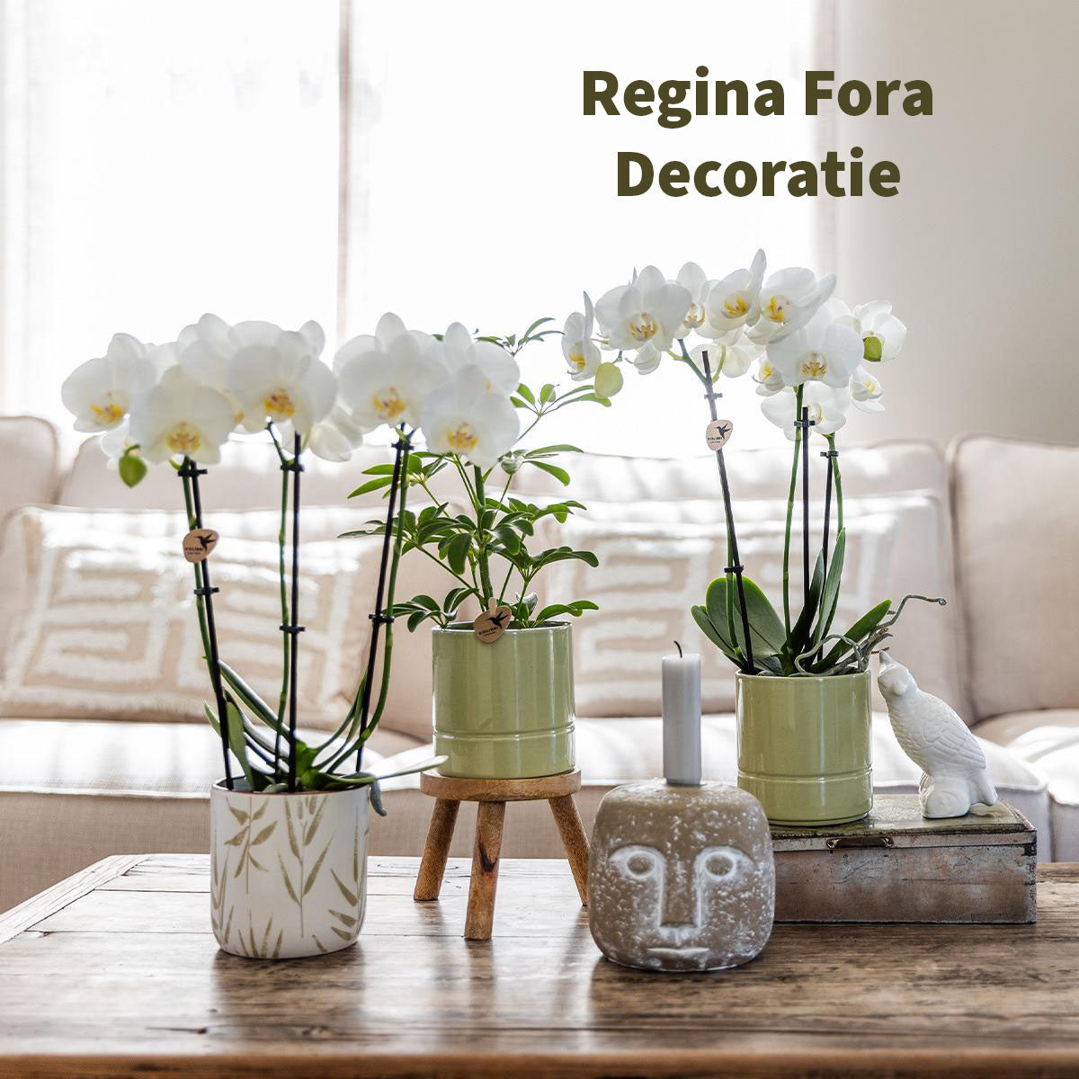 Witte Phalaenopsis Orchideeën in Diverse Potten op Houten Tafel Interieur Decoratie