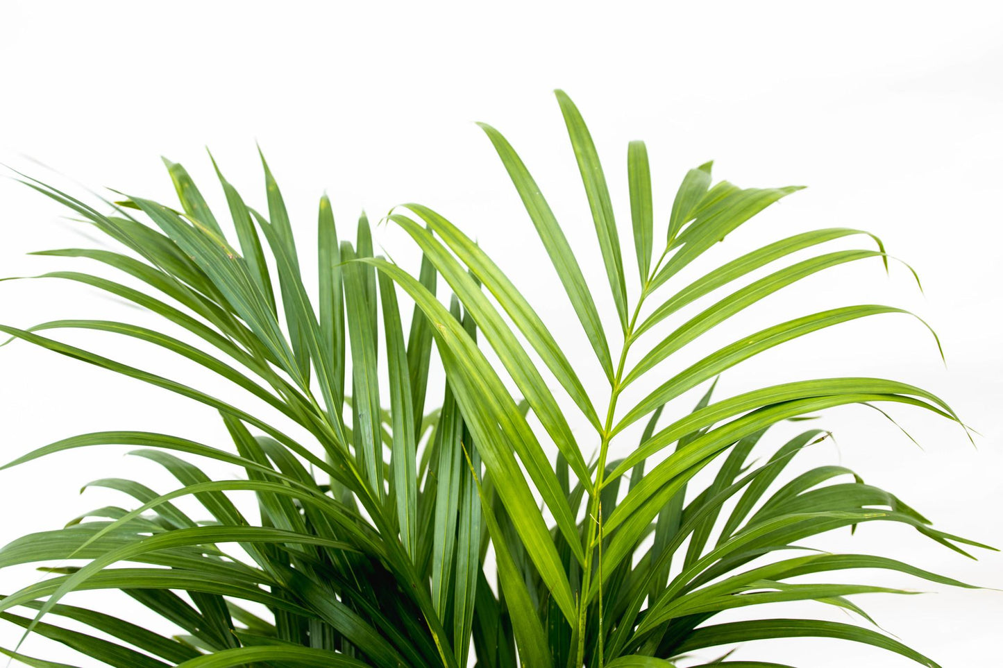Close-up van het levendige blad van de Areca Palm (Dypsis Lutescens), 160 cm, tegen een witte achtergrond.