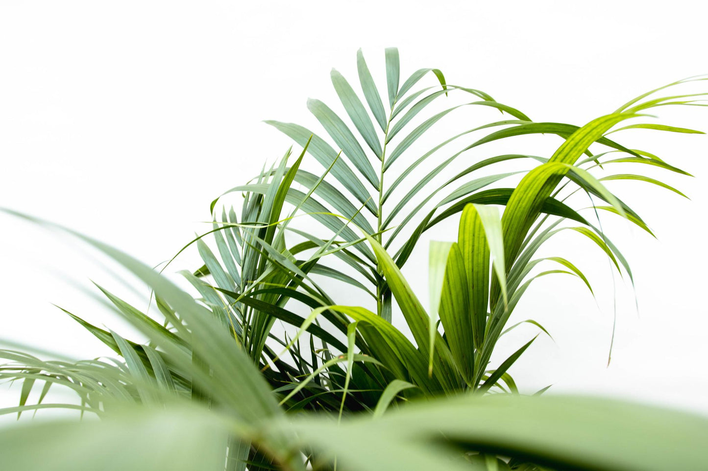 Groen bladerdak van Areca Palm (Dypsis Lutescens) met een witte achtergrond.