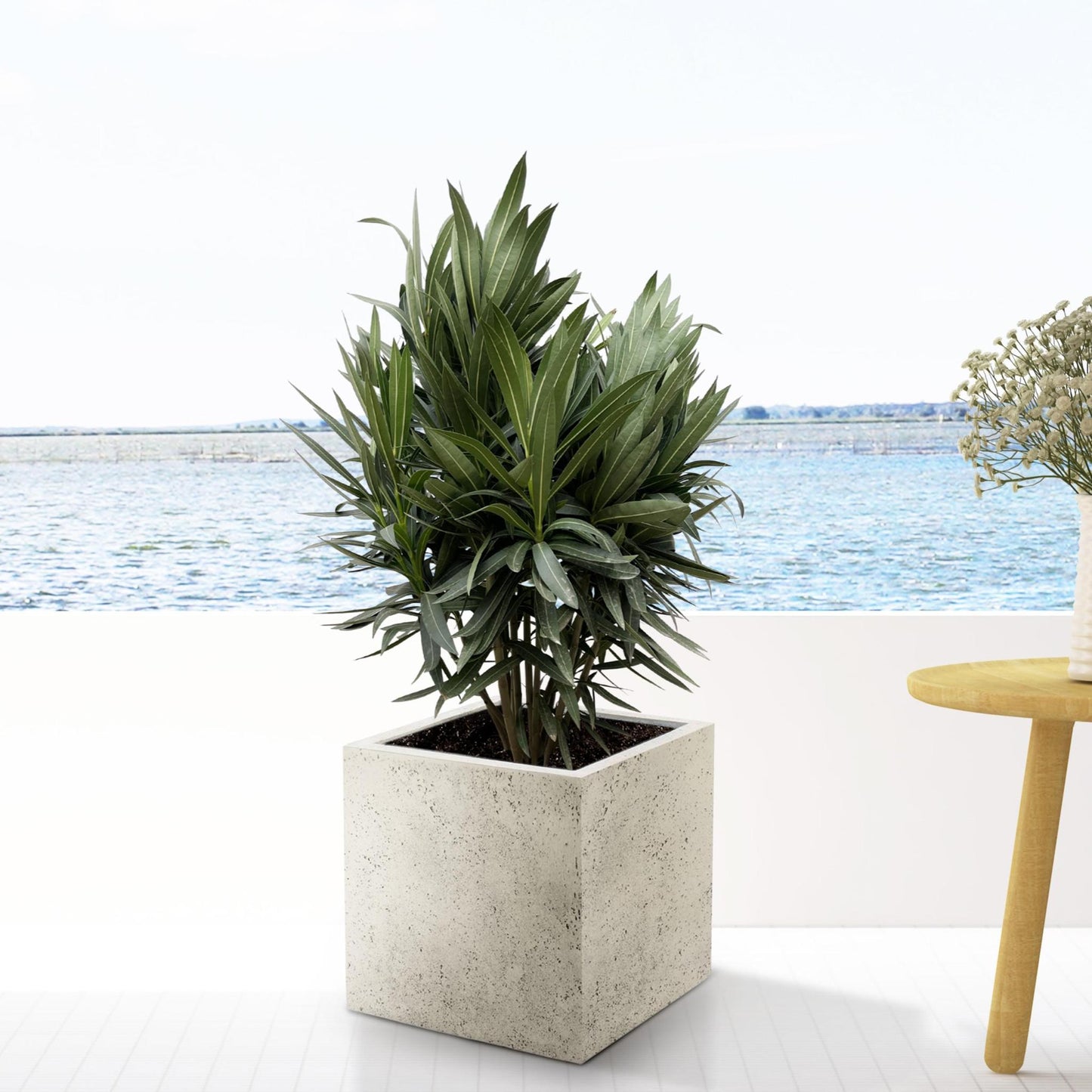 Oleander Rood - Nerium Oleander 110cm | Mediterraanse Struik