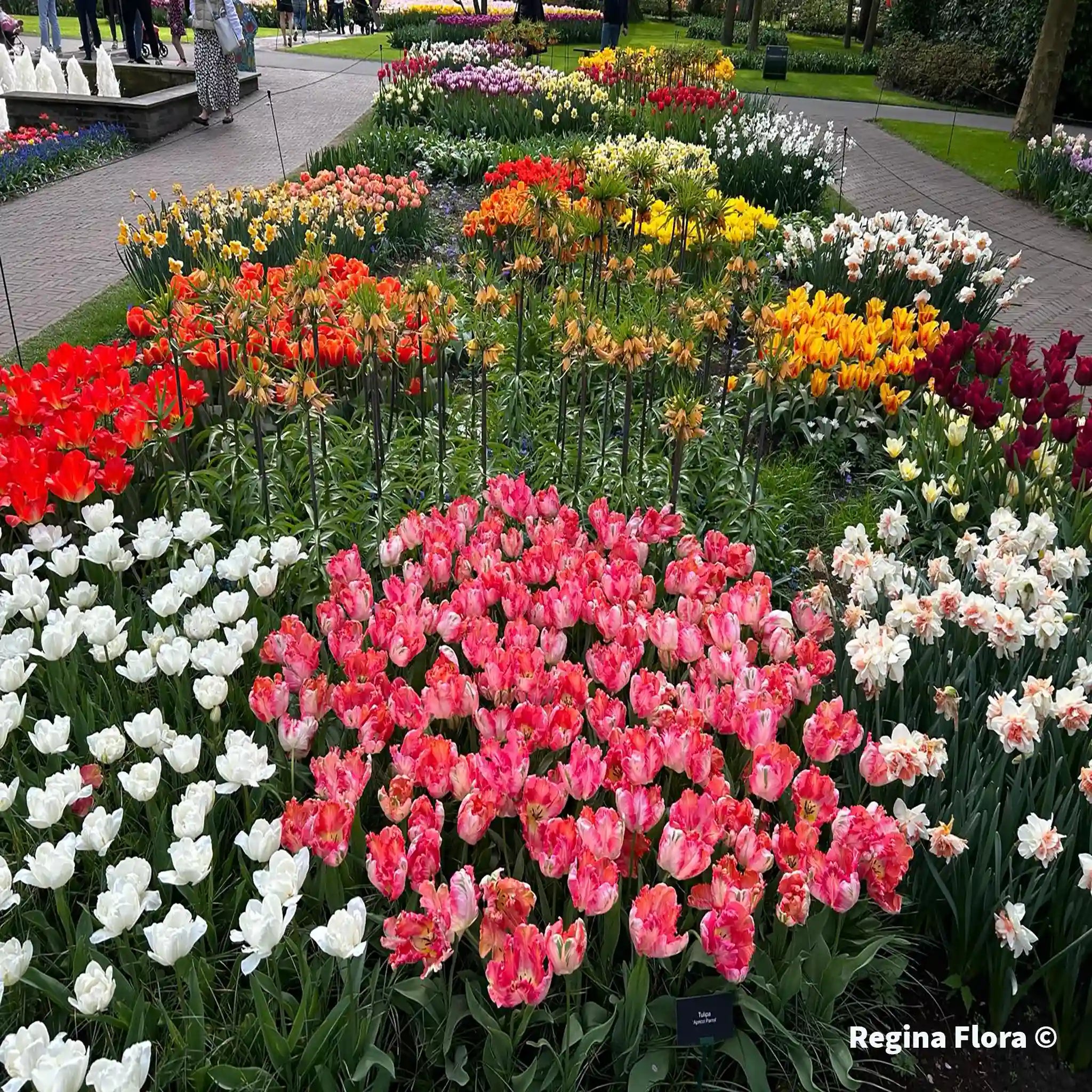 Bezoek de Kleurrijke Pracht van Keukenhof: Bestel Nu Uw Tickets voor het Tulpenparadijs van Nederland