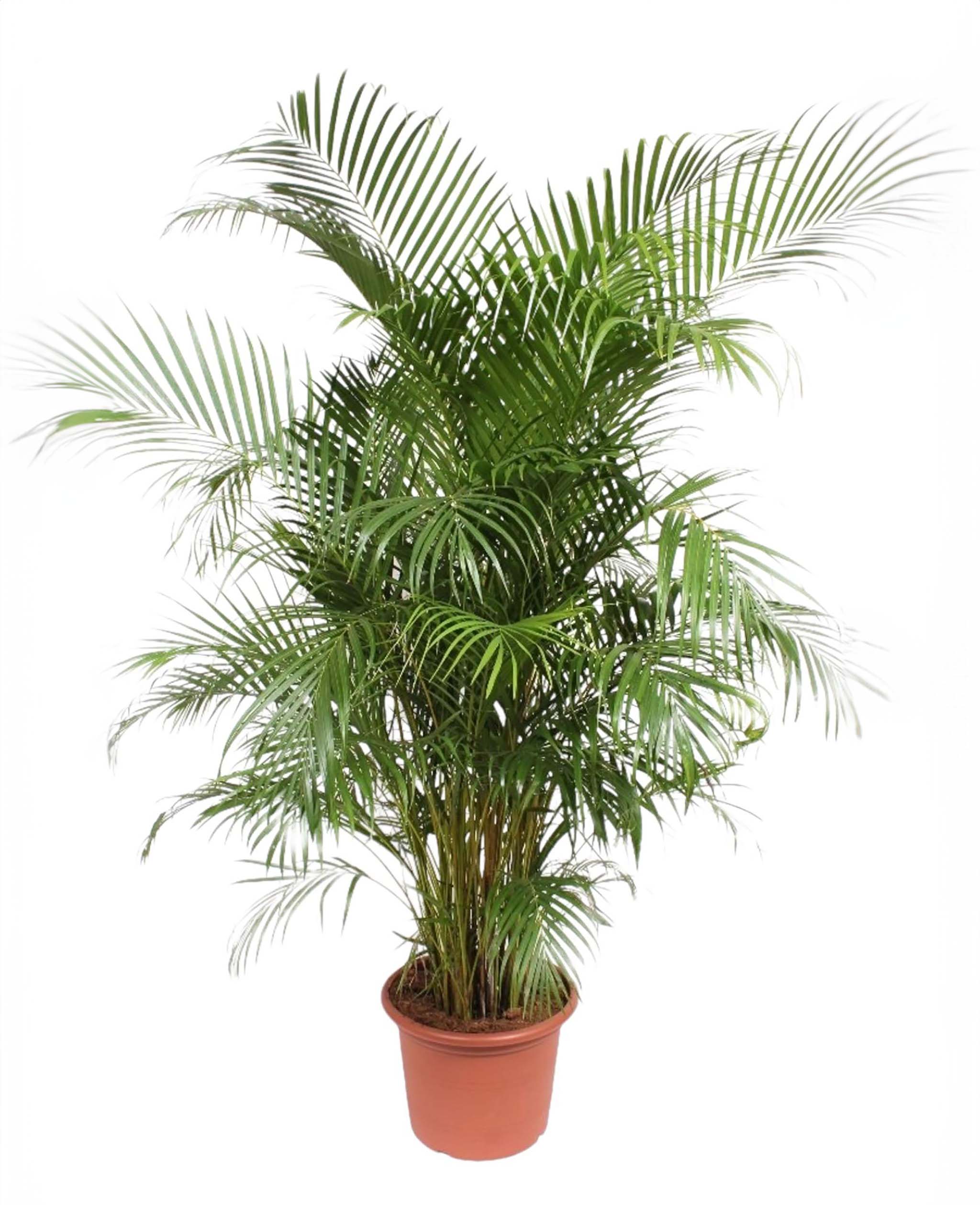 Goudpalm, Areca Palm 240cm in 45cm pot, Dypsis Lutescens, ideaal voor binnen en terras