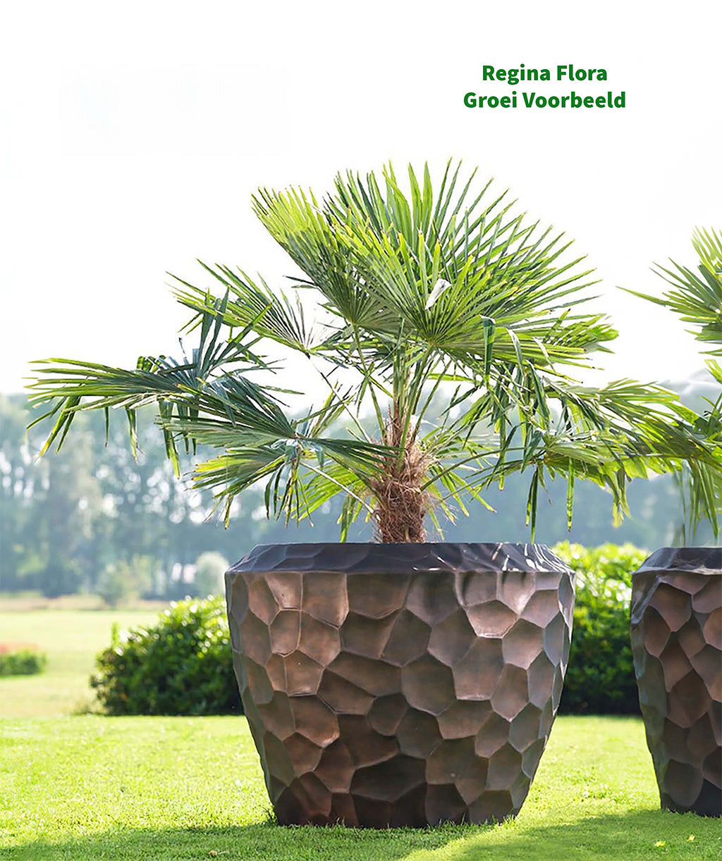 Areca palm in grote, honingraatpatroon pot op een golfbaan als groei voorbeeld van Regina Flora