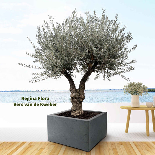 Exclusieve Bonsai Olijfboom Olea Europaea van 220cm in een 50cm pot geplaatst aan de rustige oever van een meer