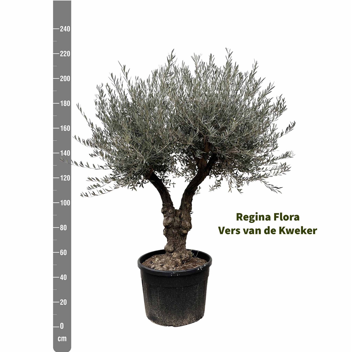 Bonsai Olijfboom Olea Europaea van 220cm met meetlint naast 50cm pot