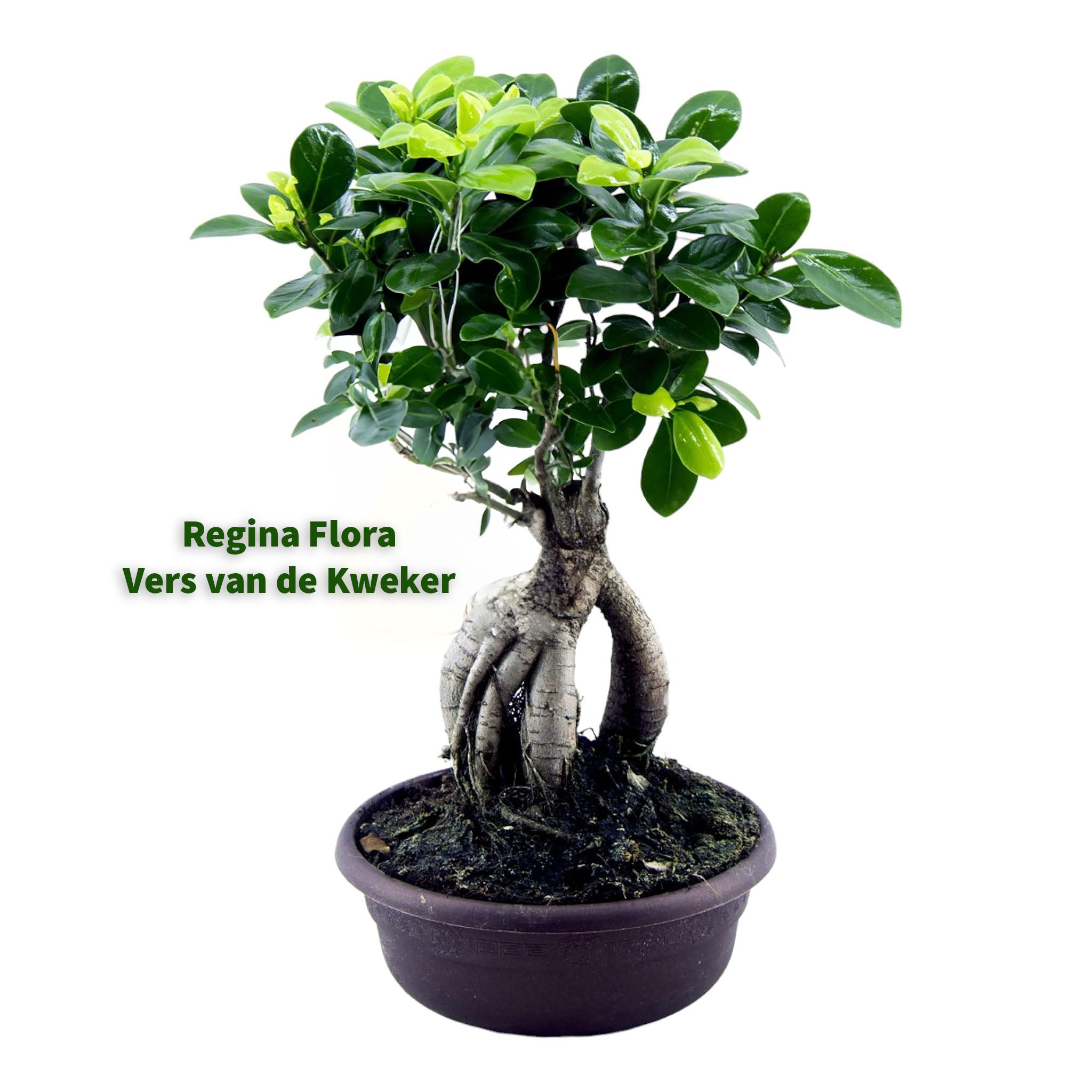 Ficus Microcarpa Ginseng in elegante bonsai-stijl, compacte kamerplant in pot van 30 cm bij 17 cm