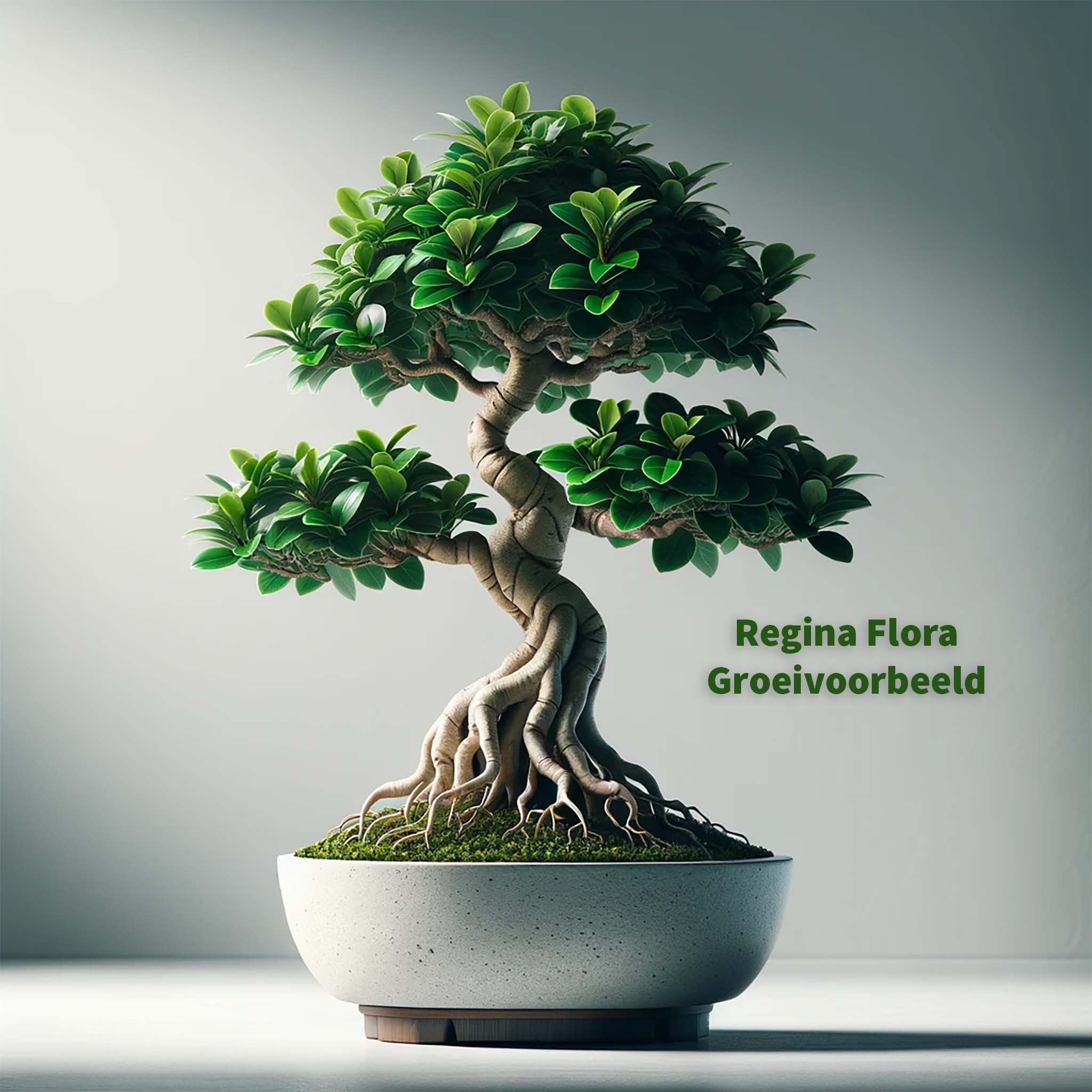 Ficus Microcarpa Ginseng in elegante bonsai-stijl als kamerplant, getoond in een groeivoorbeeld