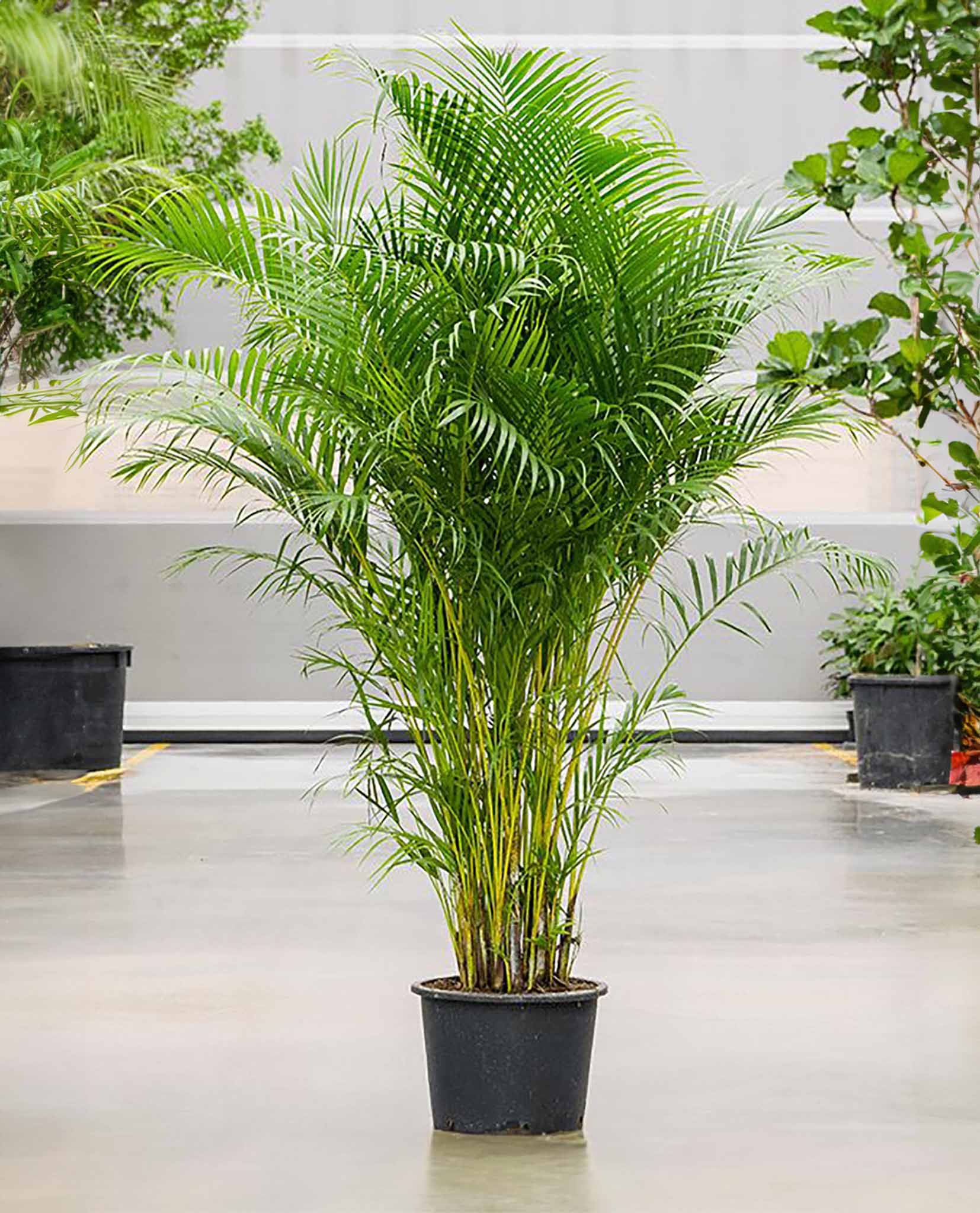 Luxe Areca Palm Volledige Plant 240cm in Pot voor Interieur en Terras