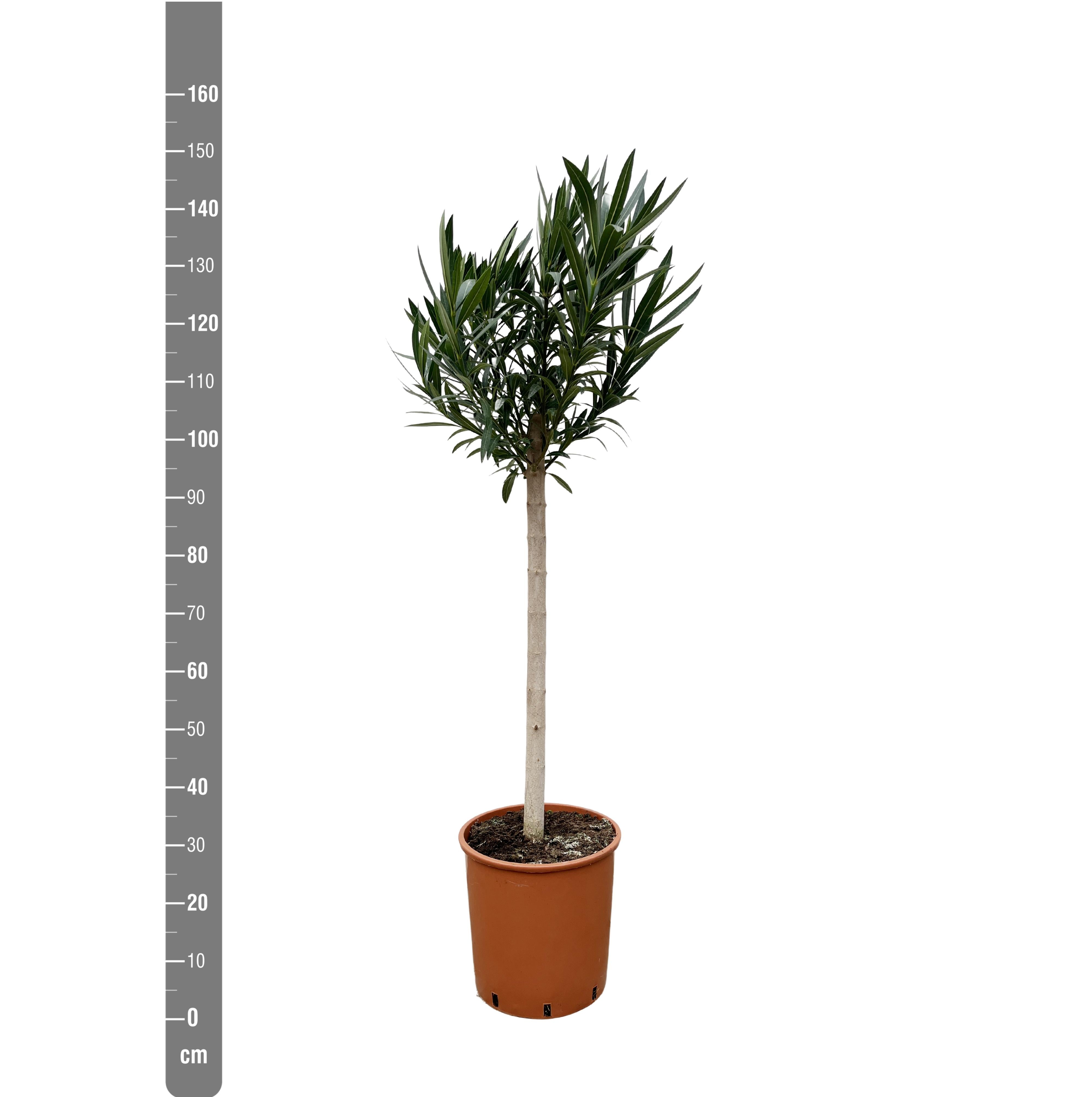 Jonge Oleander Nerium plant, 150 cm hoog in 30 cm pot, klaar voor bloei in tuin of op terras.