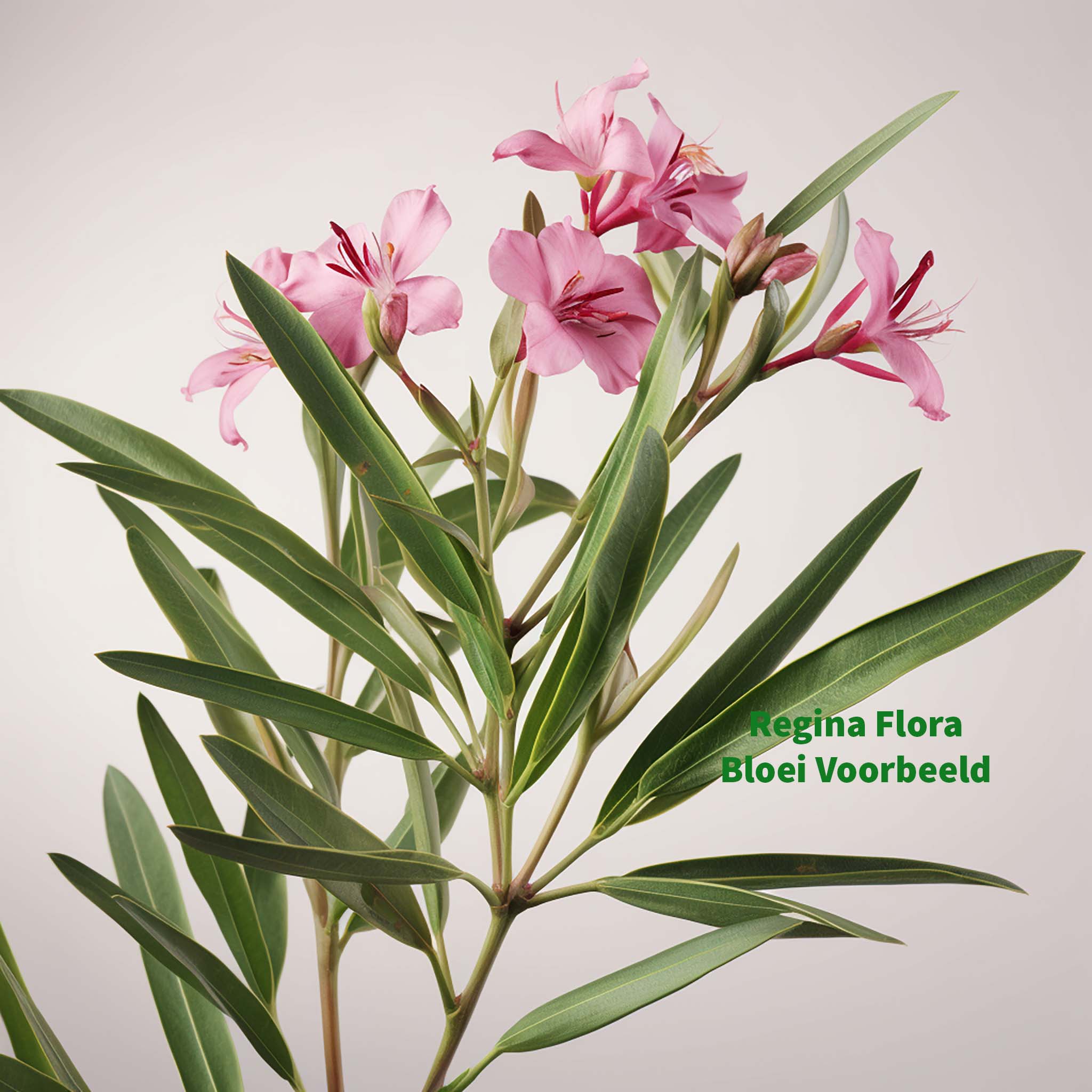 Roze bloeiende Oleander Nerium met weelderige groene bladeren.