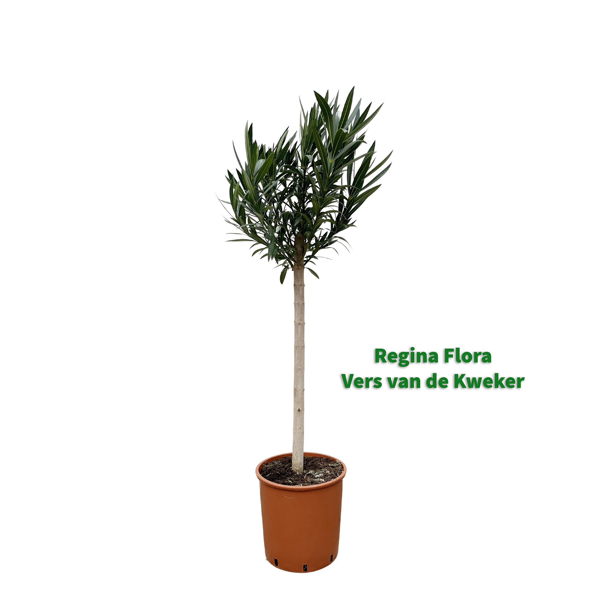 Oleander op Stam met Rode Bloemen van 150cm Hoogte in een 30cm Pot - Vers van de Kweker