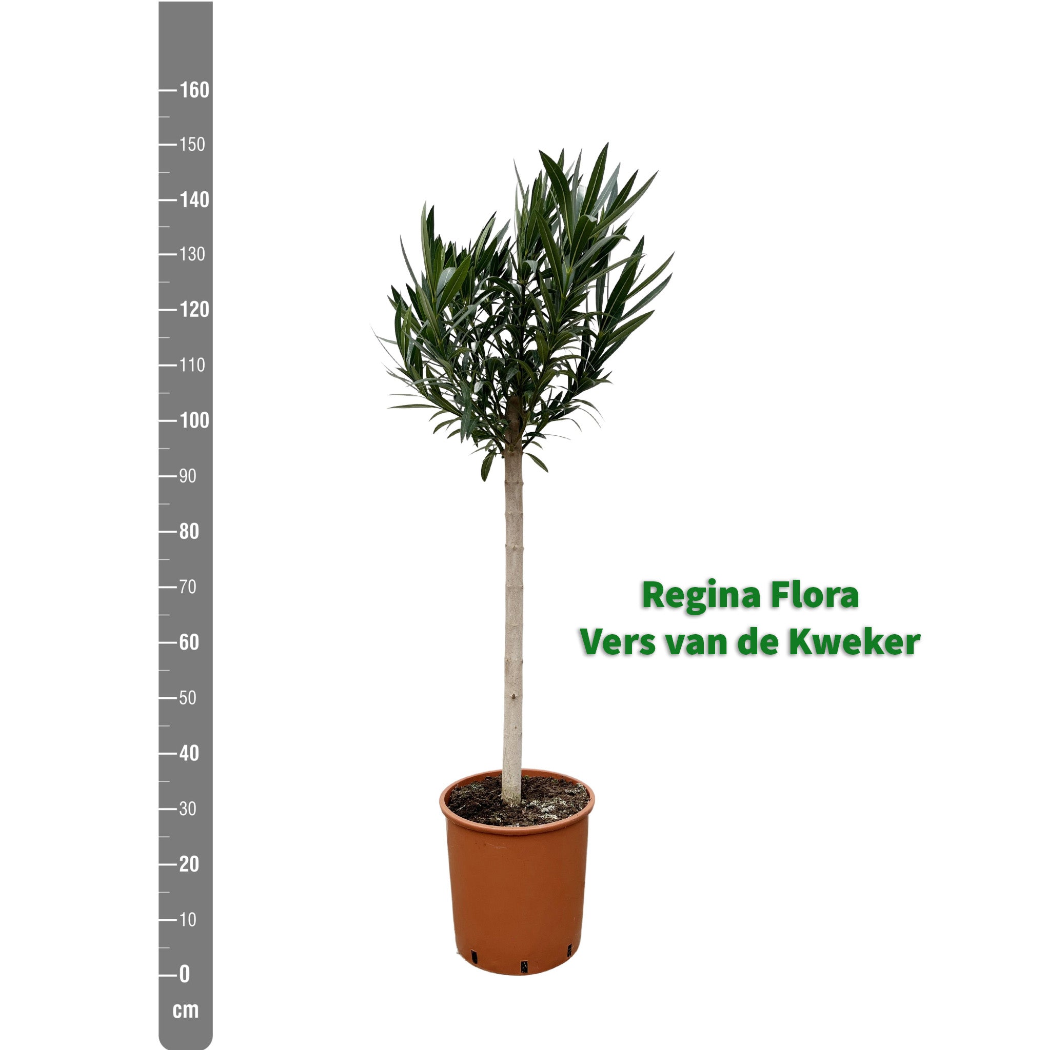 Oleander-op-Stam-150cm-Meetlint-30cm-Pot-Regina-Flora