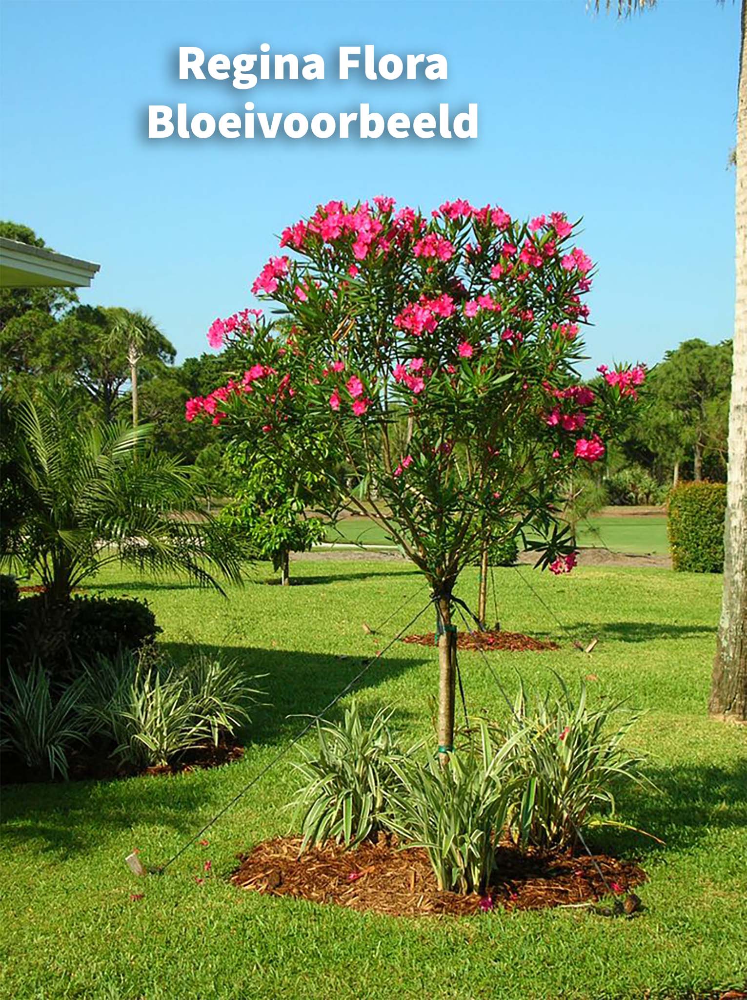 Oleander op Stam met Rijke Rode Bloesem in Volle Bloei - 150cm Hoog - Tuinbloeivoorbeeld van Regina Flora