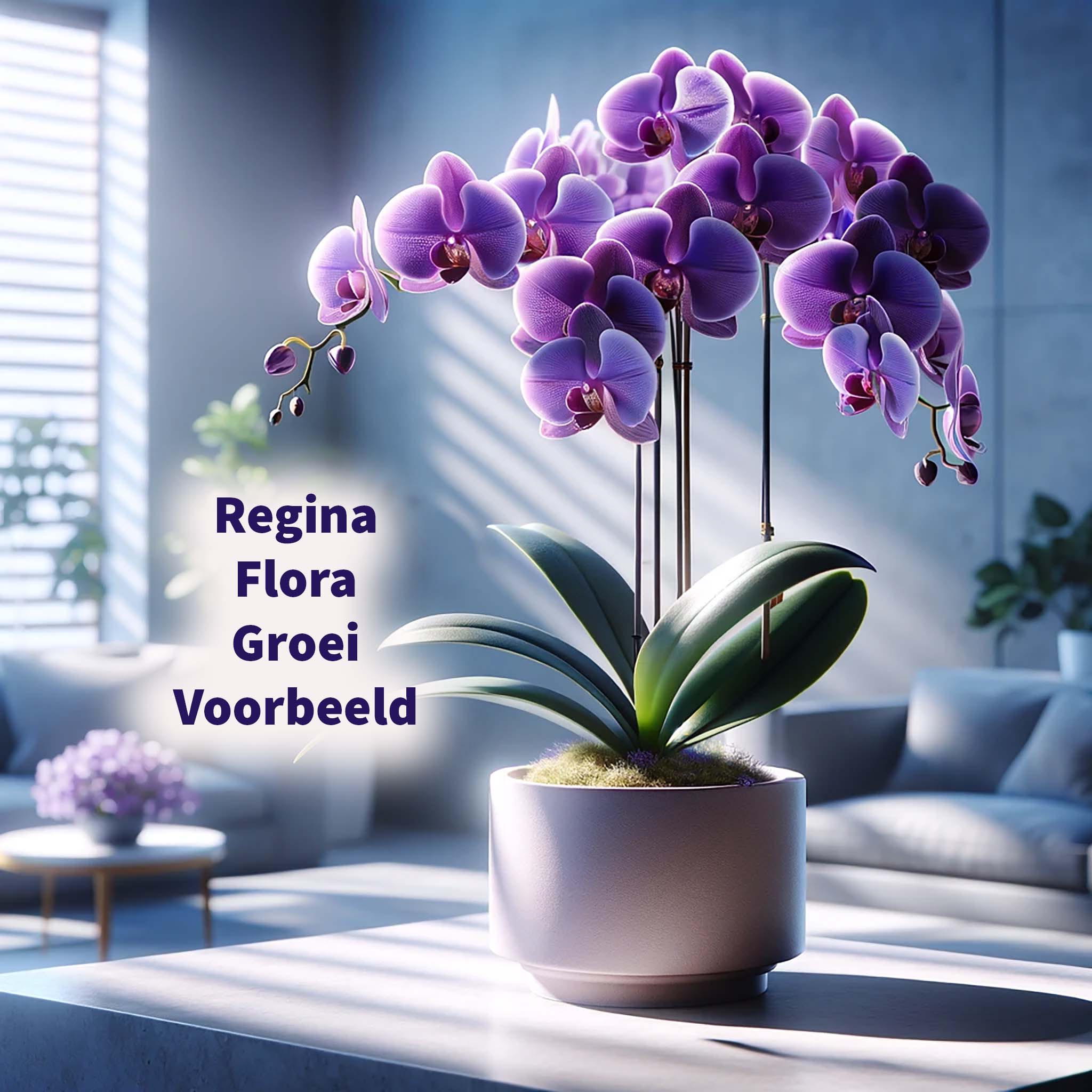 Phalaenopsis Orchidee 'Violet Joyride' - Afbeelding voor Regina Flora