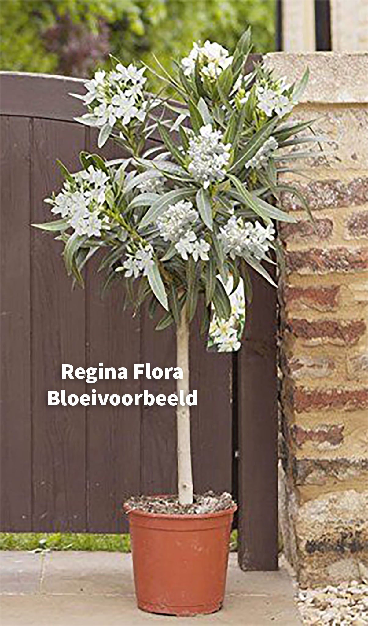 Regina-Flora Oleander Op Stam Wit 110cm met Bloeivoorbeeld