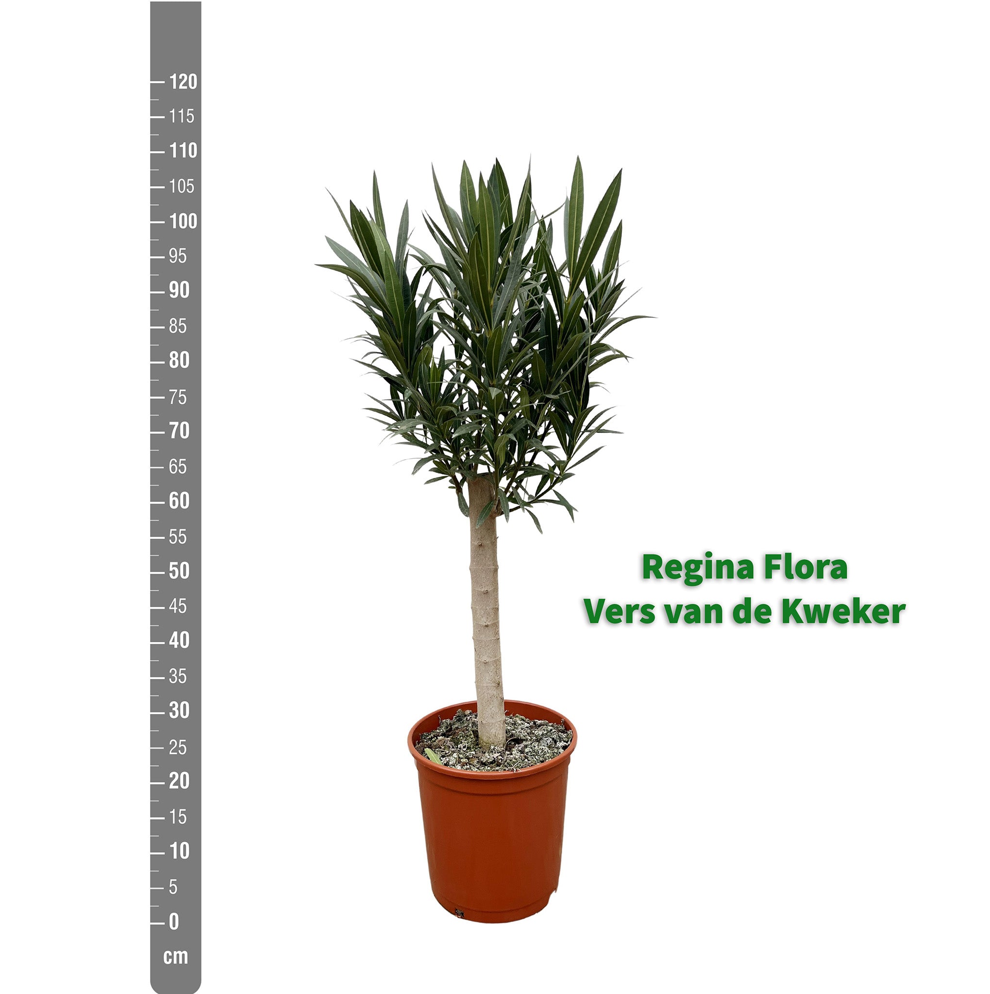 Jonge Regina Flora Oleander op stam in een kwekerspot naast een meetlint met een hoogte van 110 cm.