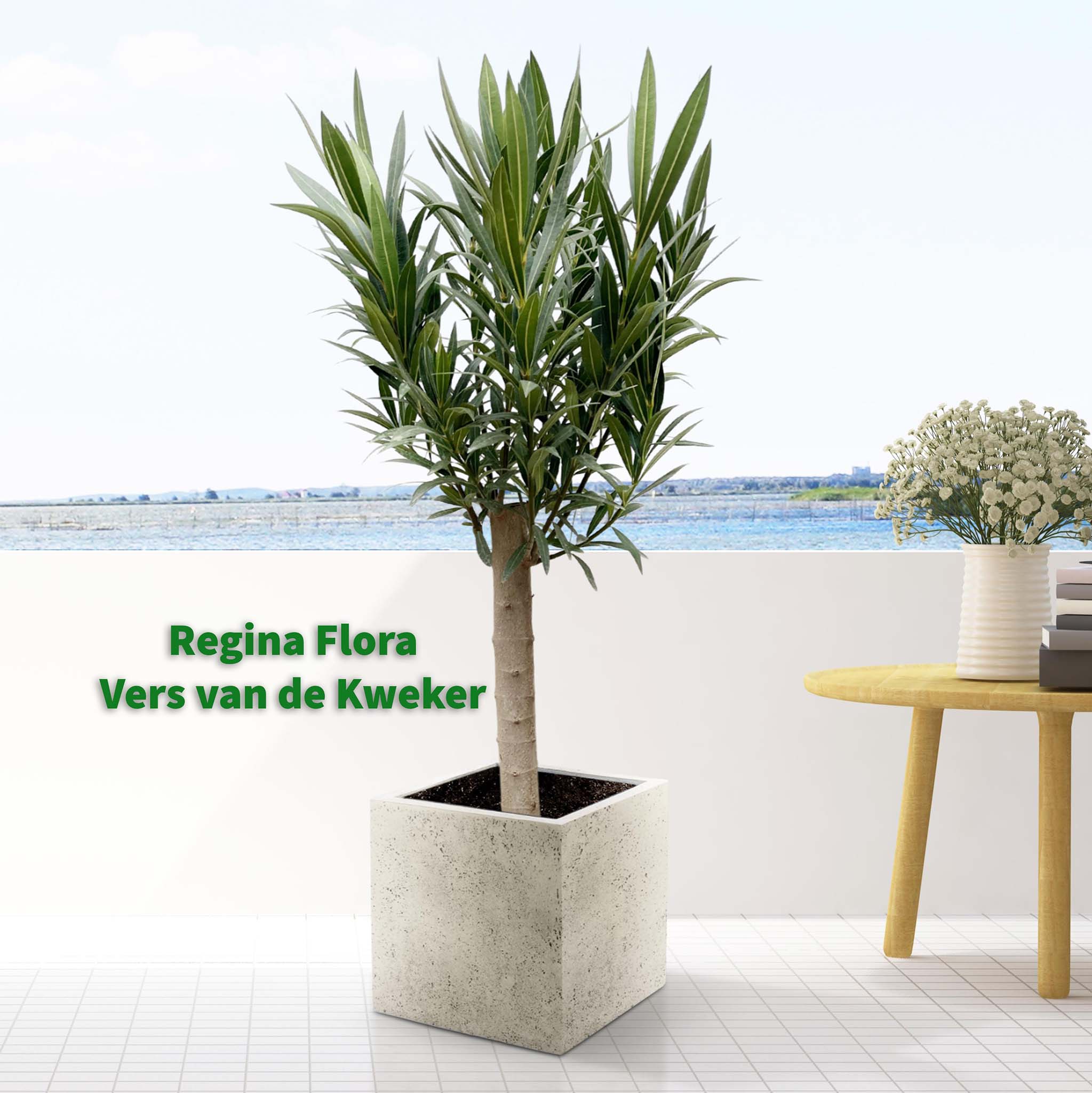 Regina Flora witte Oleander op stam, 110cm hoog, potmaat 30cm, direct vers van de kweker.