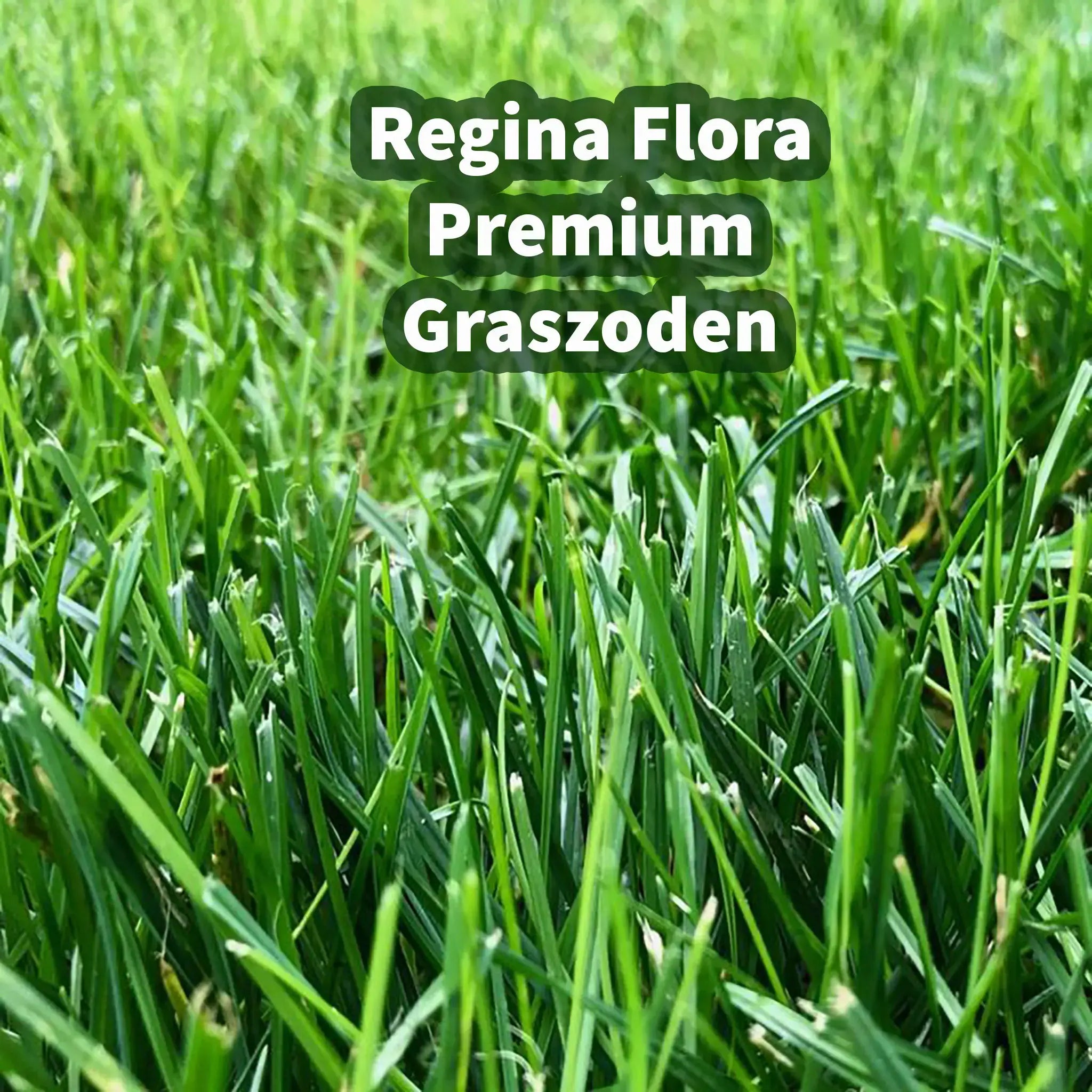 Close-up van groene textuur Regina Flora Premium Graszoden