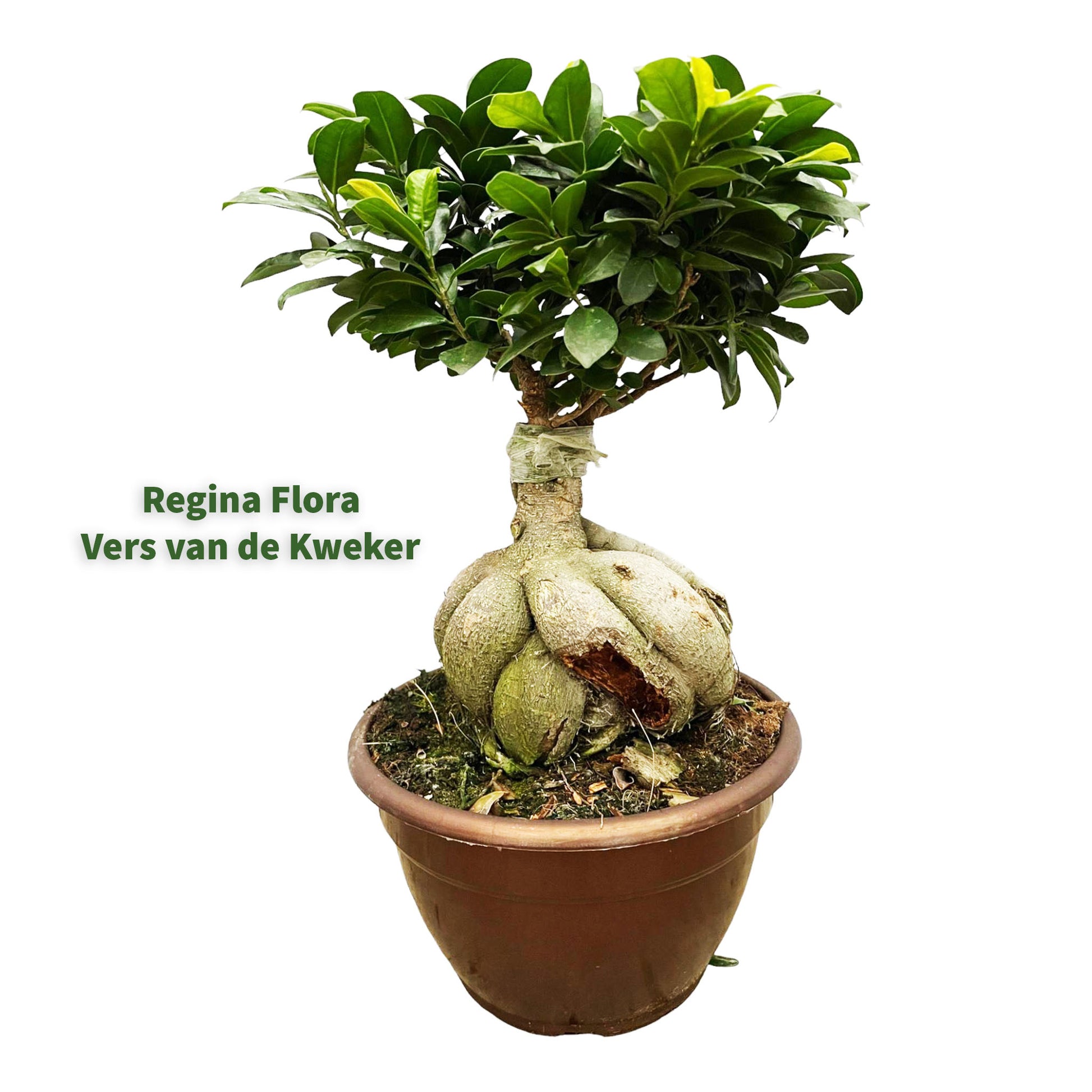 Regina Flora bonsai-stijl Ficus Microcarpa Ginseng plant 50 cm hoog 25 cm breed