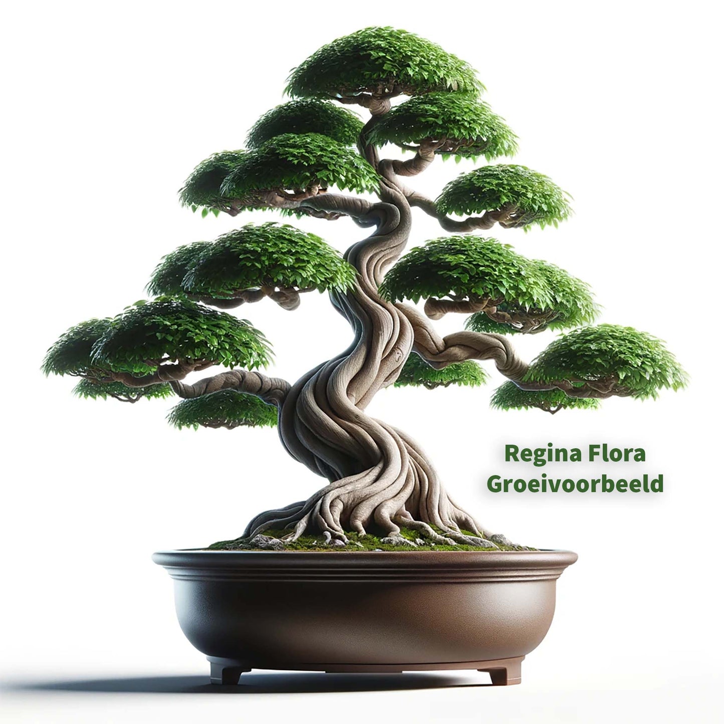 Regina Flora bonsai-stijl Ficus Microcarpa Ginseng in groei, 50 cm hoog en 25 cm breed