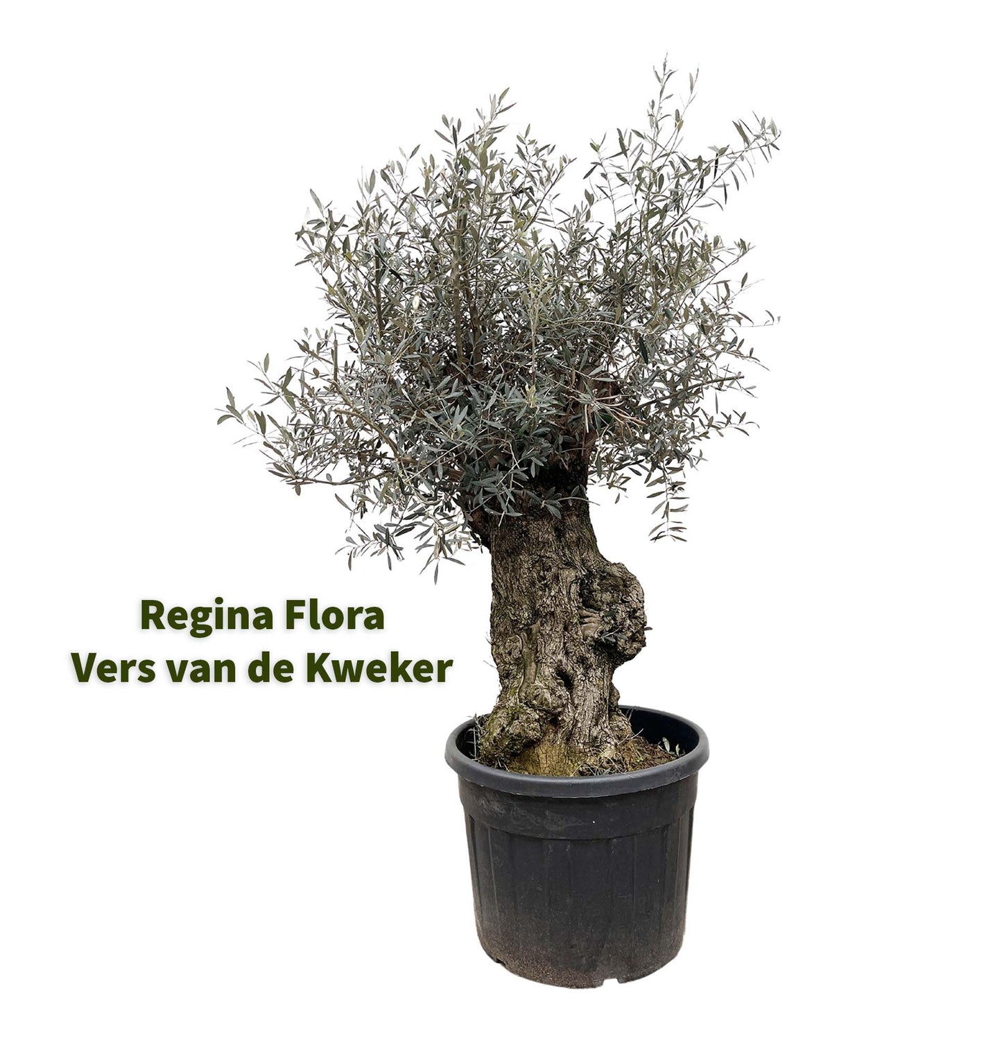Regina Flora Olea Europaea Bonsai Olijfboom - Elegante Plant 250cm bij 65cm