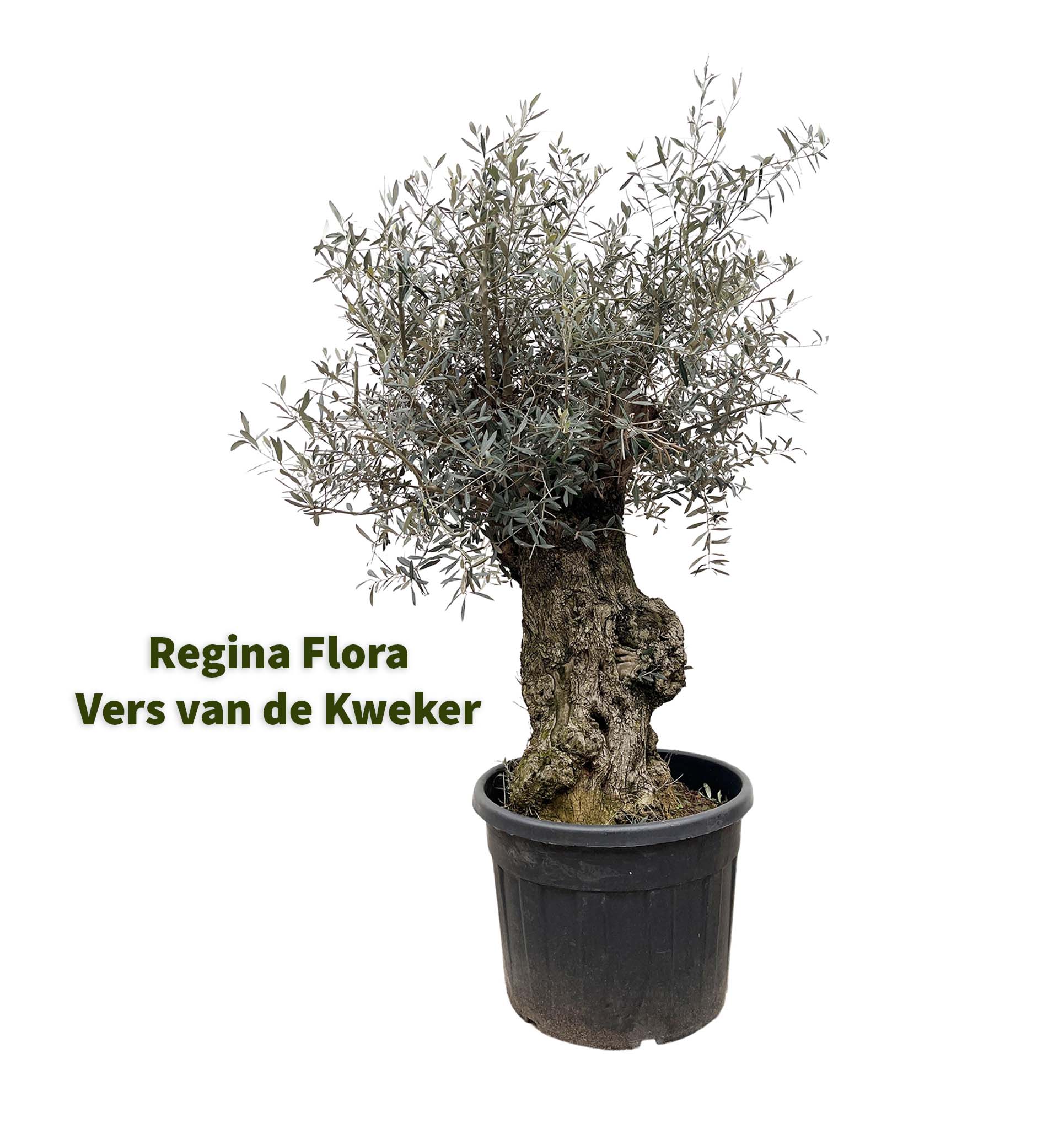 Regina Flora Olea Europaea Bonsai Olijfboom - Elegante Plant 250cm bij 65cm