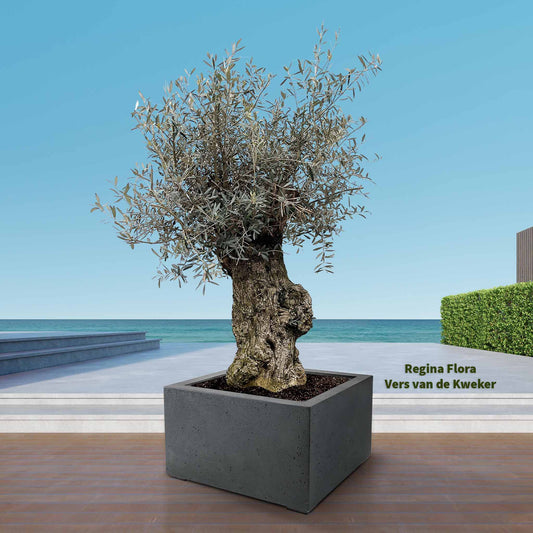 Regina Flora Elegante Olea Europaea Bonsai in Moderne Betonlook Plantenbak aan de Kust - 250cm x 65cm
