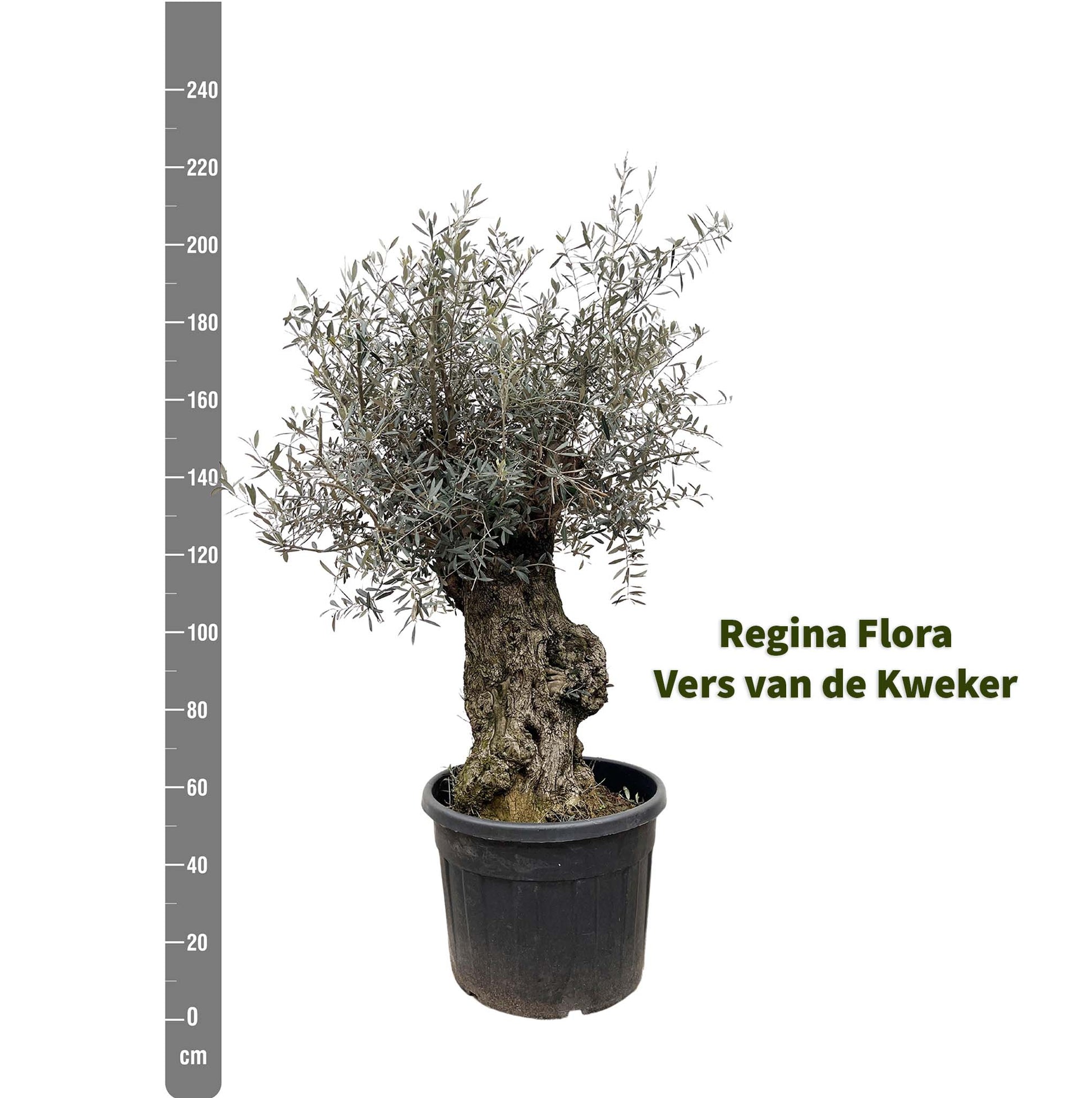 Regina Flora Elegante Olea Europaea Bonsai Olijfboom met Meetlint 250x65cm