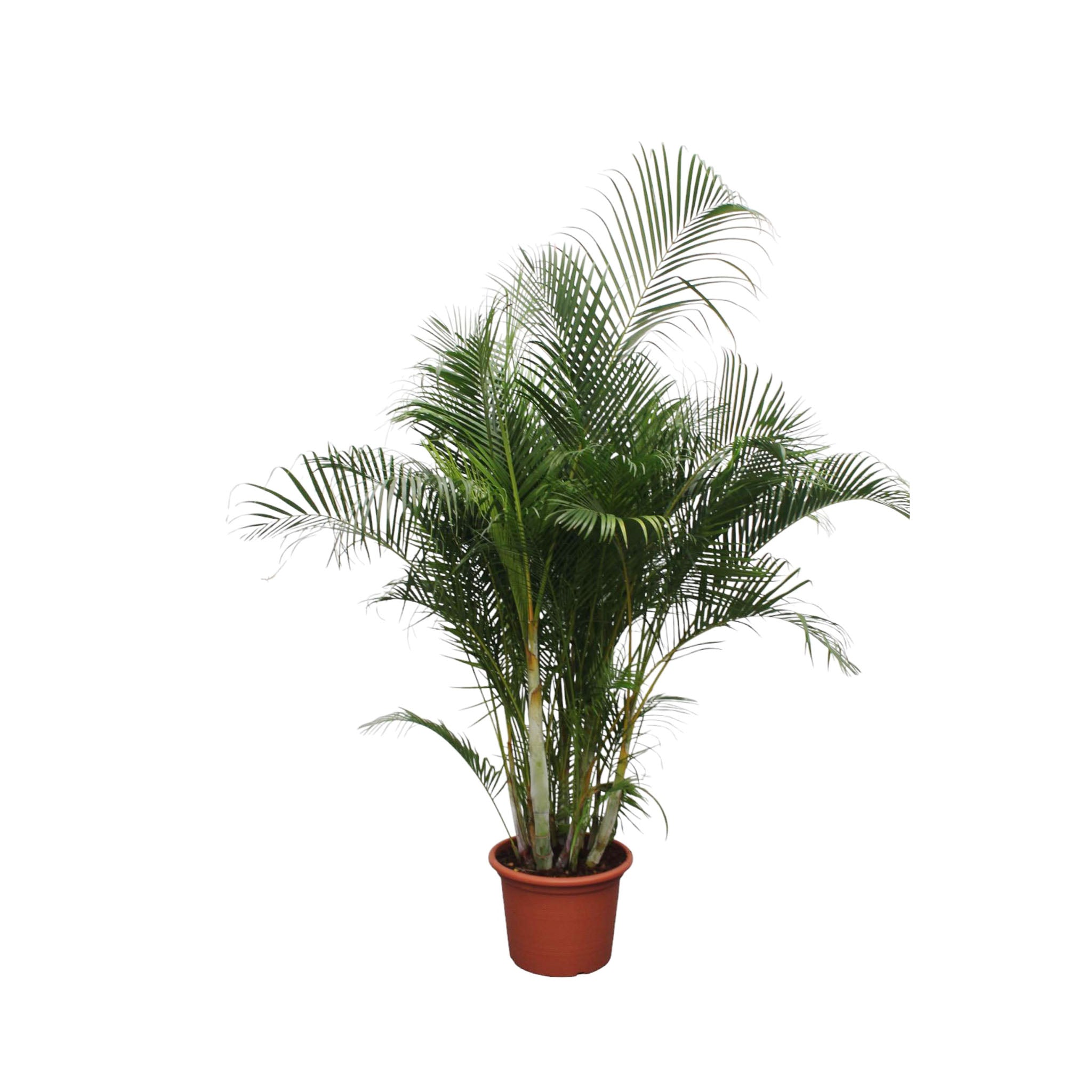 Goudpalm, Areca Palm, 280 cm hoog met pot van 50 cm diameter, ideaal voor thuis of op kantoor