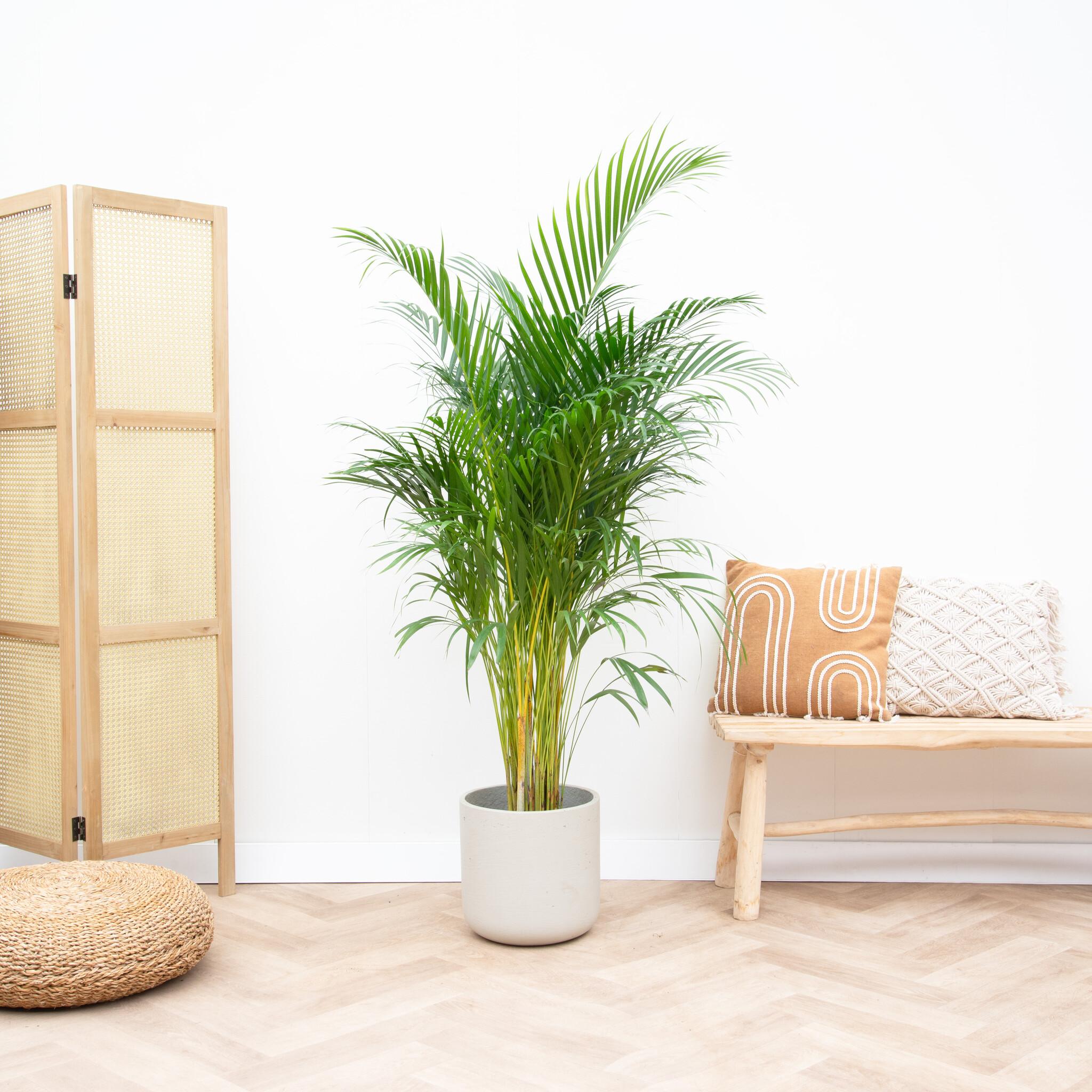 Areca Palm in grijze pot tegen licht interieur, naast houten bank met kussen.