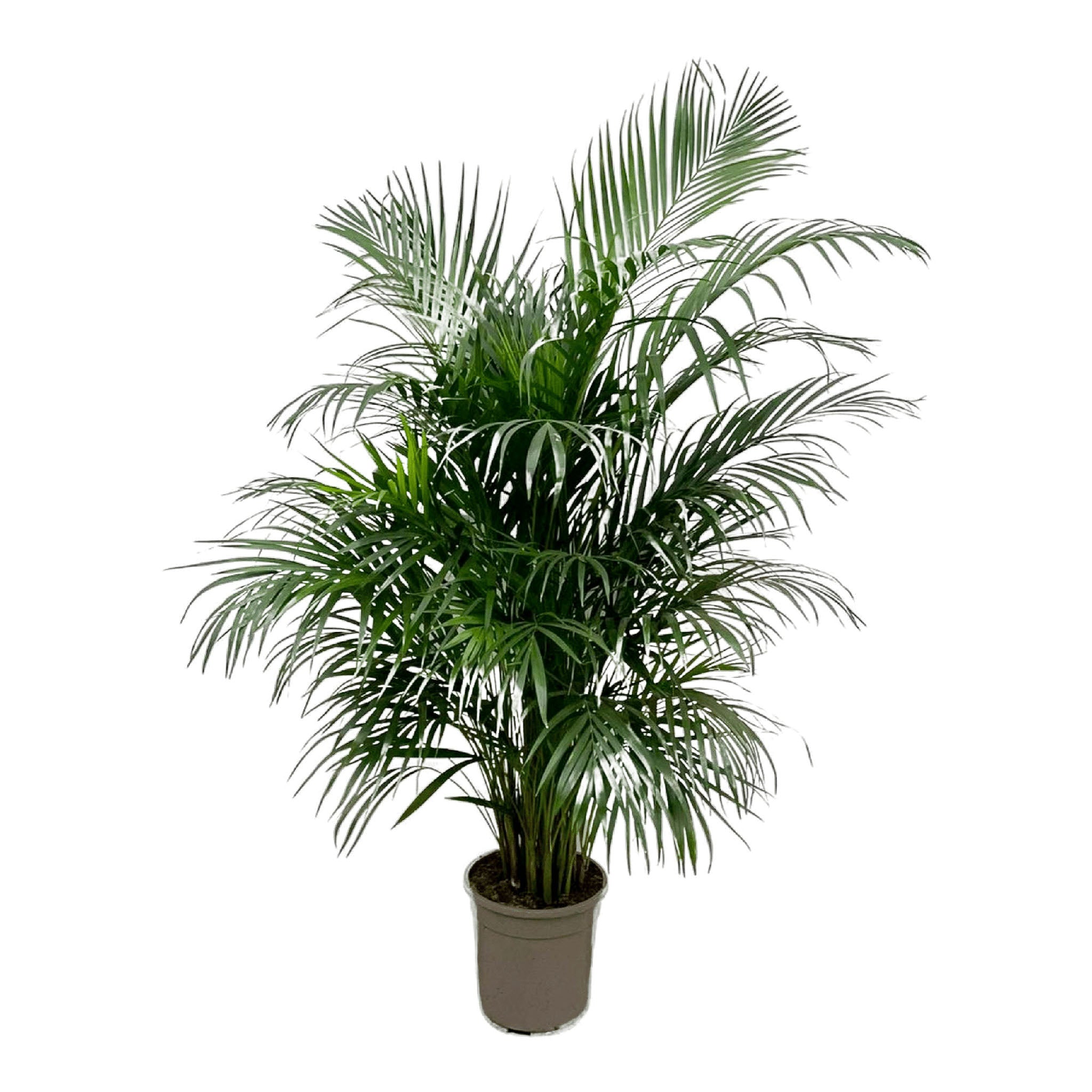 Volle Areca Palm, bekend als Goudpalm of Dypsis Lutescens, met weelderige groene bladeren in een beige pot tegen een witte achtergrond.