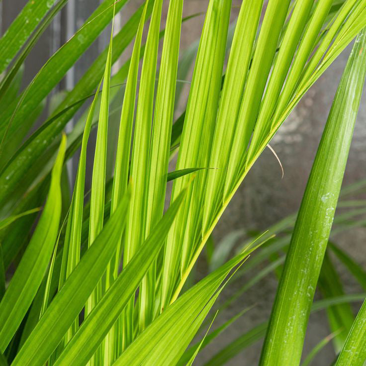 areca-palm-dypsis-lutescens-blad