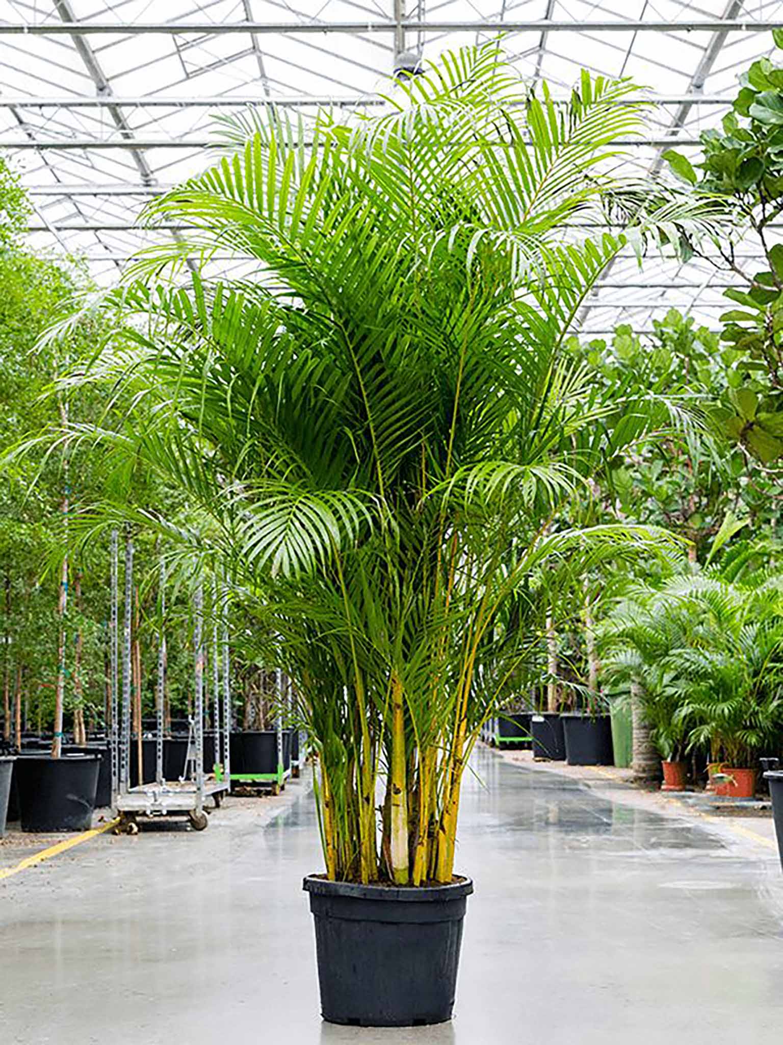 Areca Palm, bekend als Goudpalm, grote kamerplant van 280 cm hoog in een pot van 50 cm diameter, luchtzuiverende eigenschappen