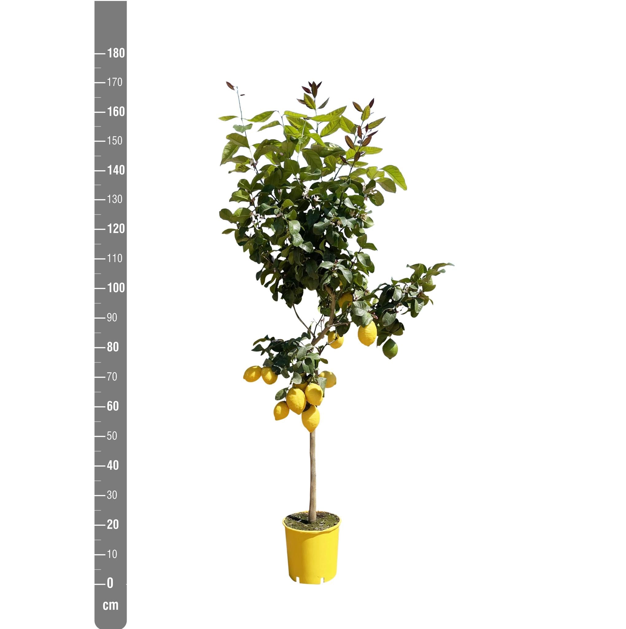 Citroenboom / Citroenplant van 180 cm naast meetlat, in gele pot van 24 cm - ReginaFlora