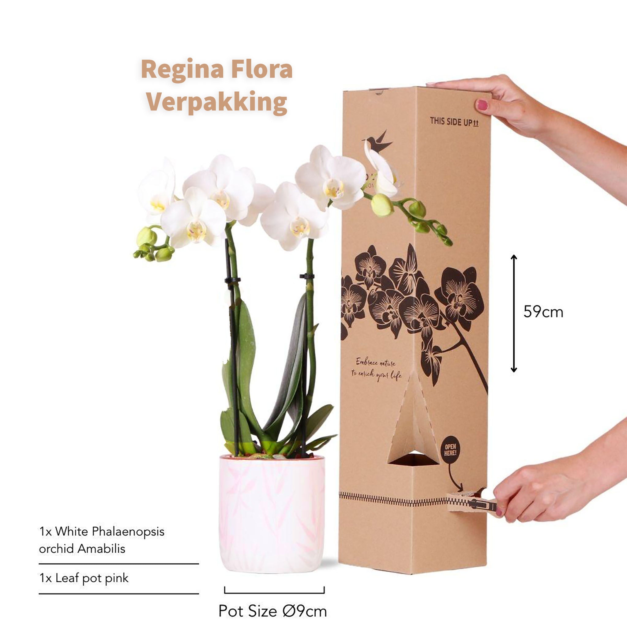 Witte Phalaenopsis Orchidee in Roze Leaf Pot - Klaar voor Verpakking en Geschenk