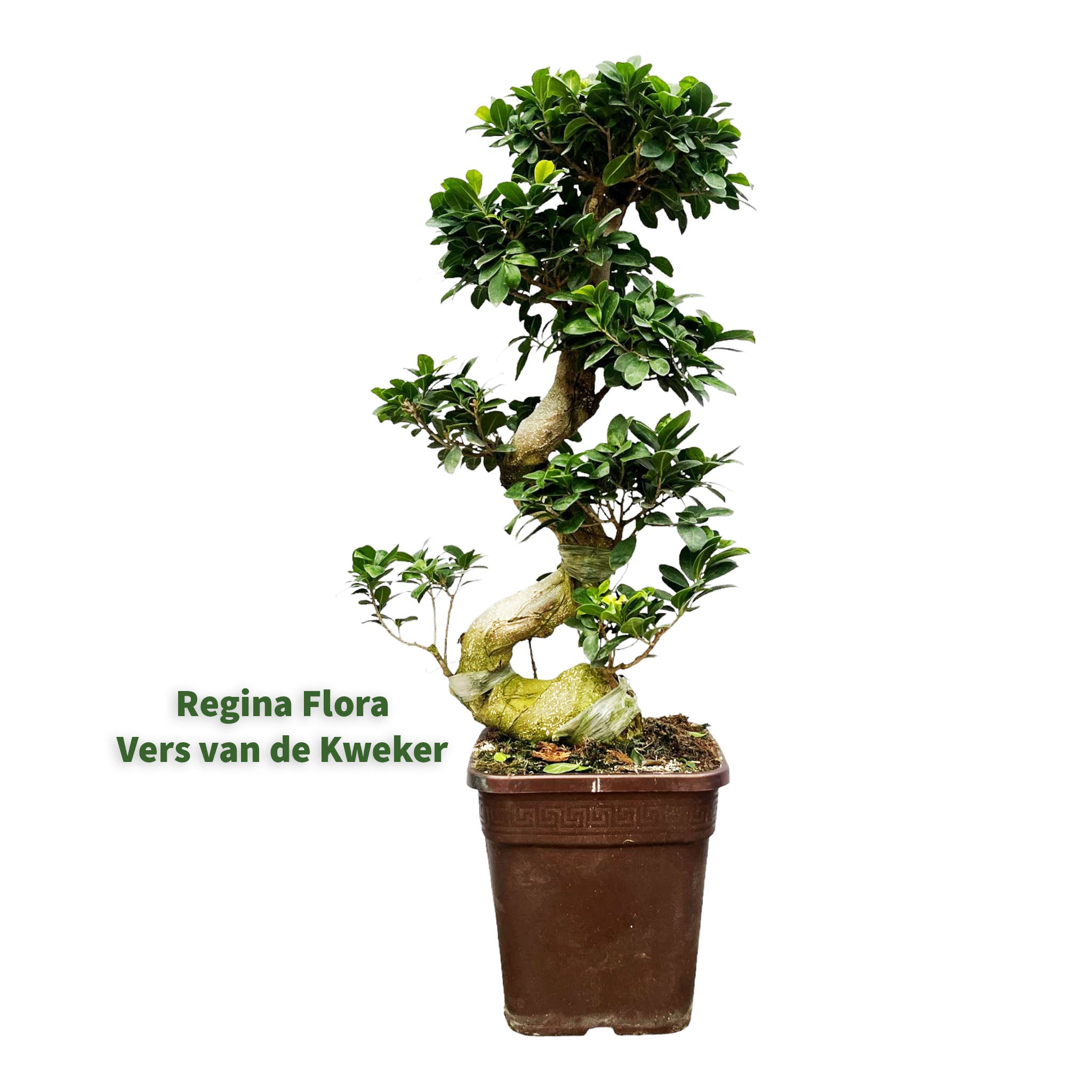 Ficus Microcarpa Ginseng bonsai met weelderige bladeren en gedraaide stam in pot, 110x26 cm | Regina Flora