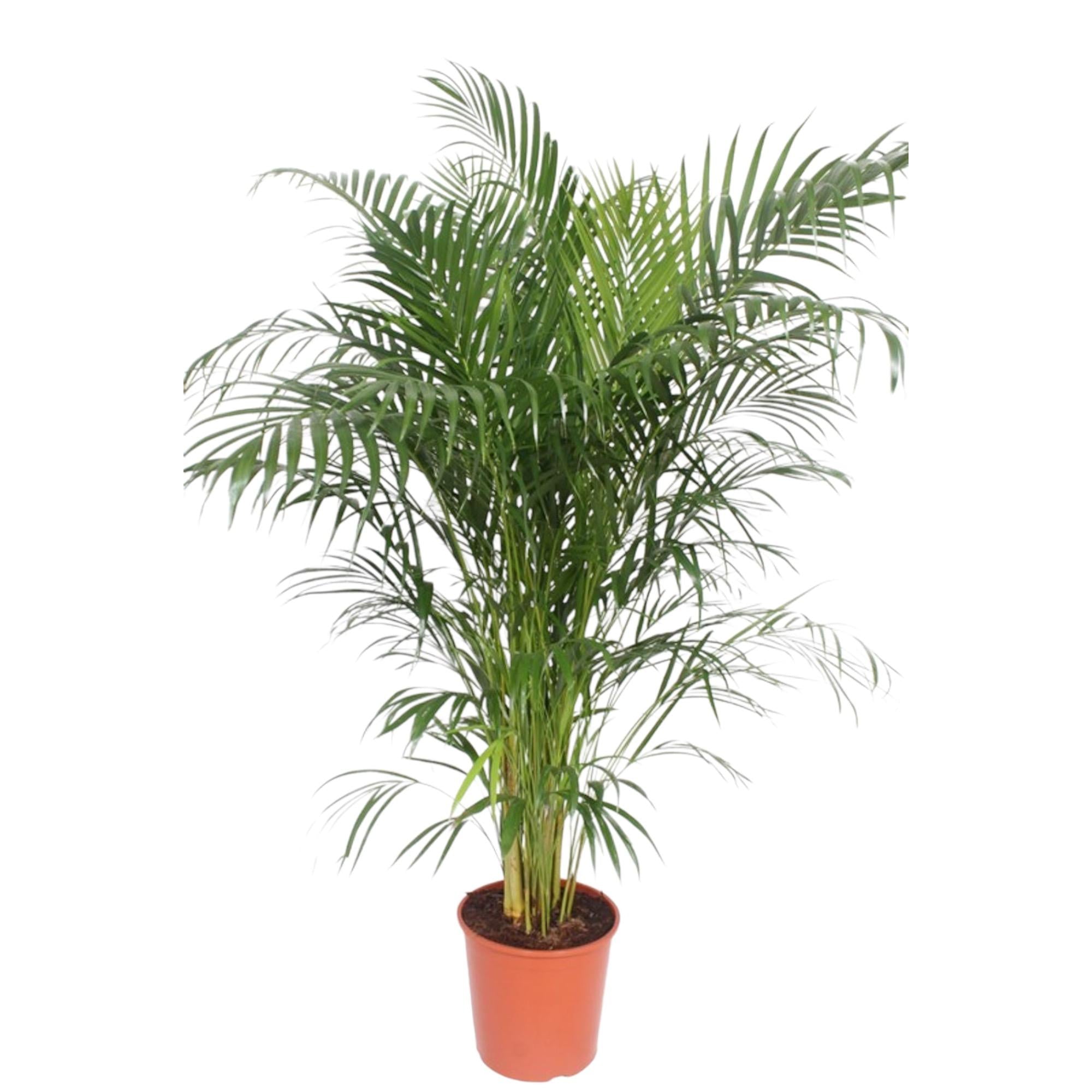 Goudpalm Areca Palm Dypsis Lutescens, 160 cm in een 30 cm pot, voor een lichte kamer