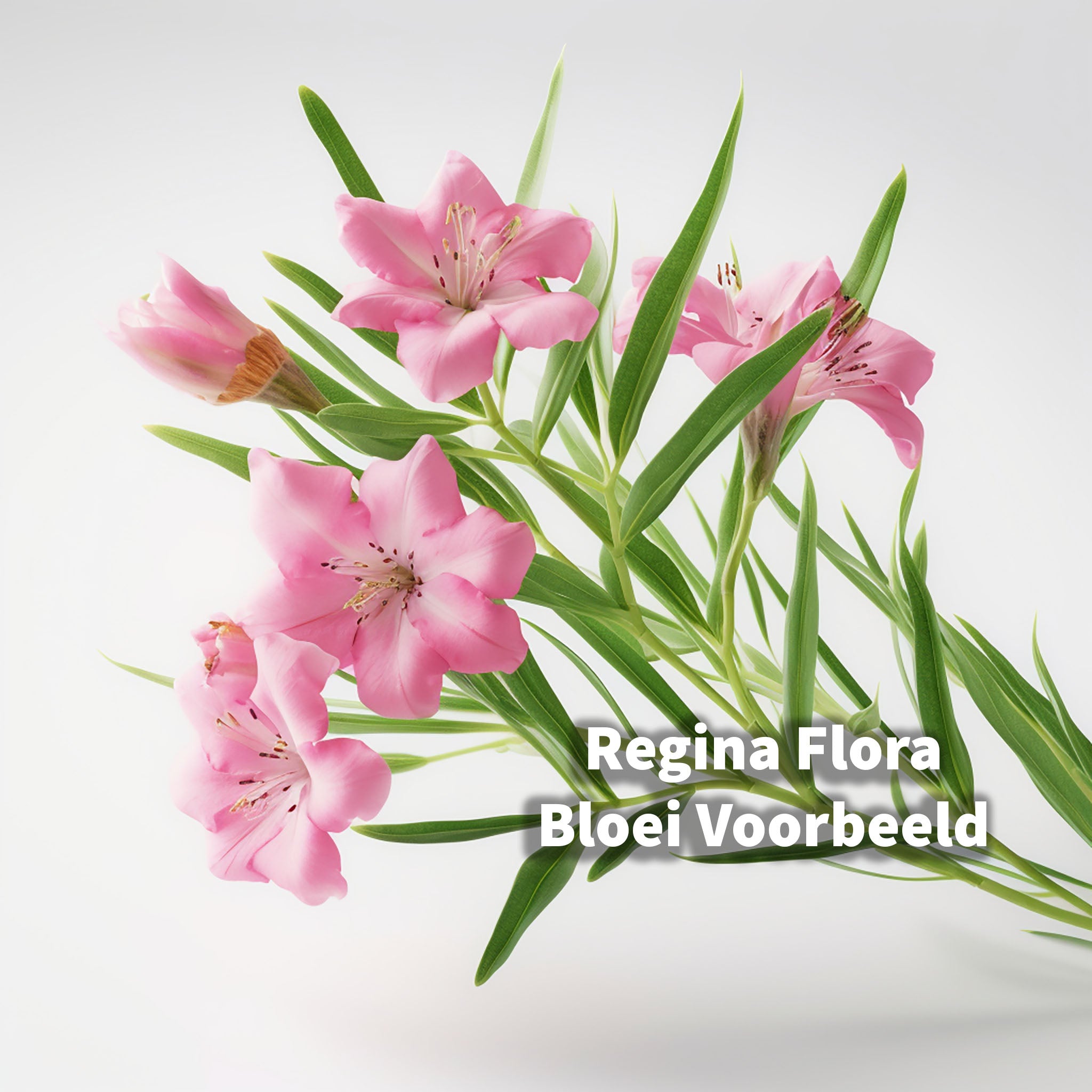 Regina Flora - Elegante Oleander op Stam met Roze Bloemen, 110cm - 30cm Pot