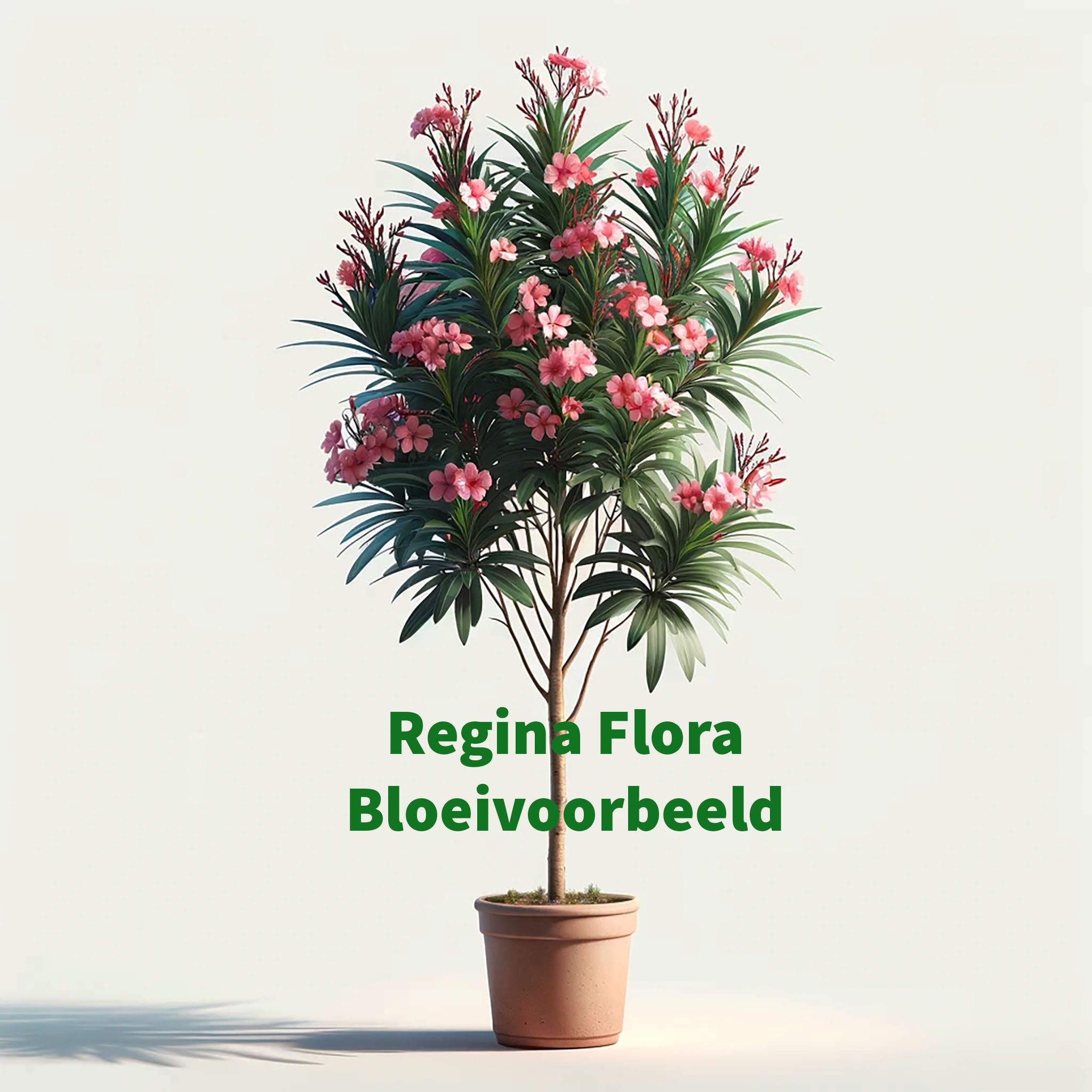 Regina Flora Oleander in Bloei met Roze Bloemen in Terracotta Pot