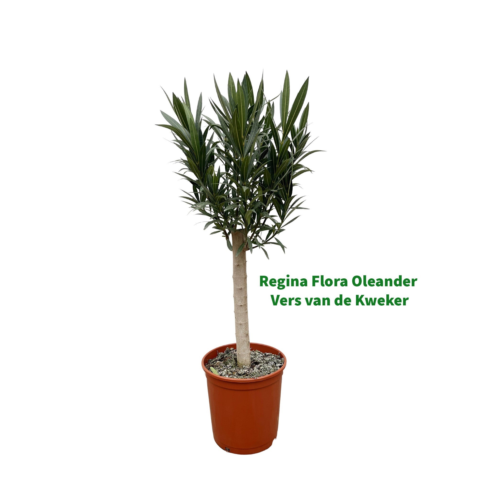 Regina Flora Oleander op Stam, 110cm in Kwekerspot