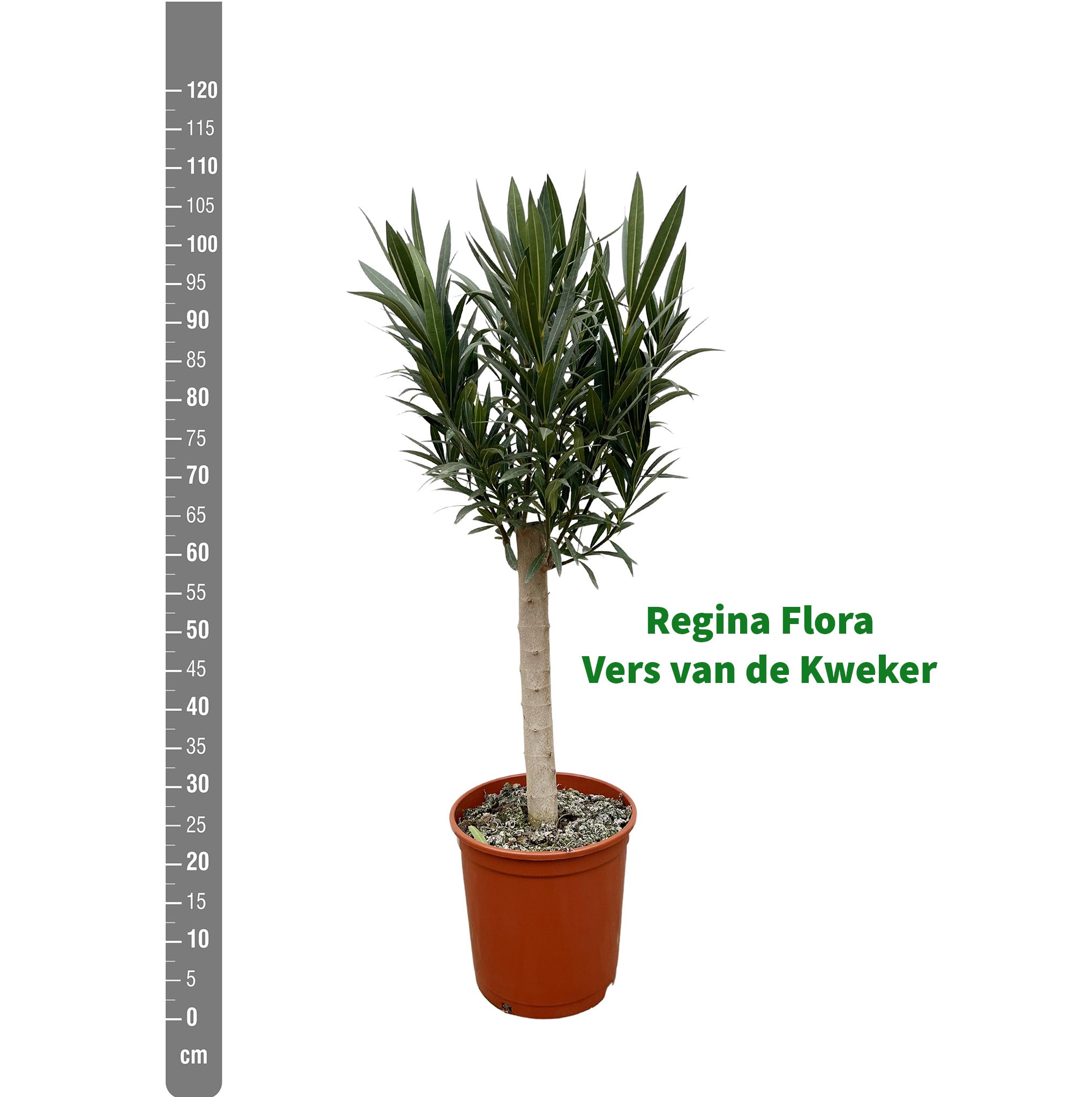 Regina Flora Oleander op Stam, 110cm met Meetlint naast Kwekerspot