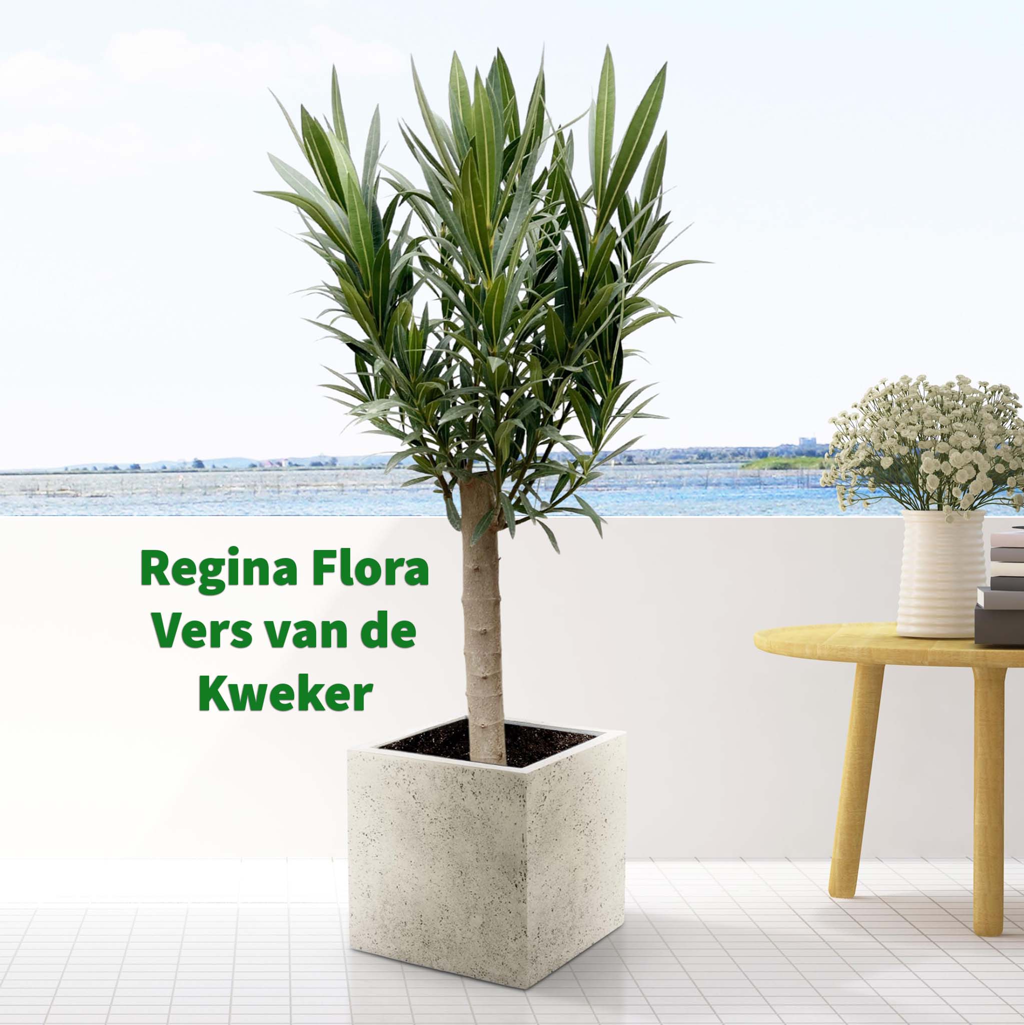 "Regina Flora Oleander op Stam in Moderne Betonlook Pot Binnen Interieur