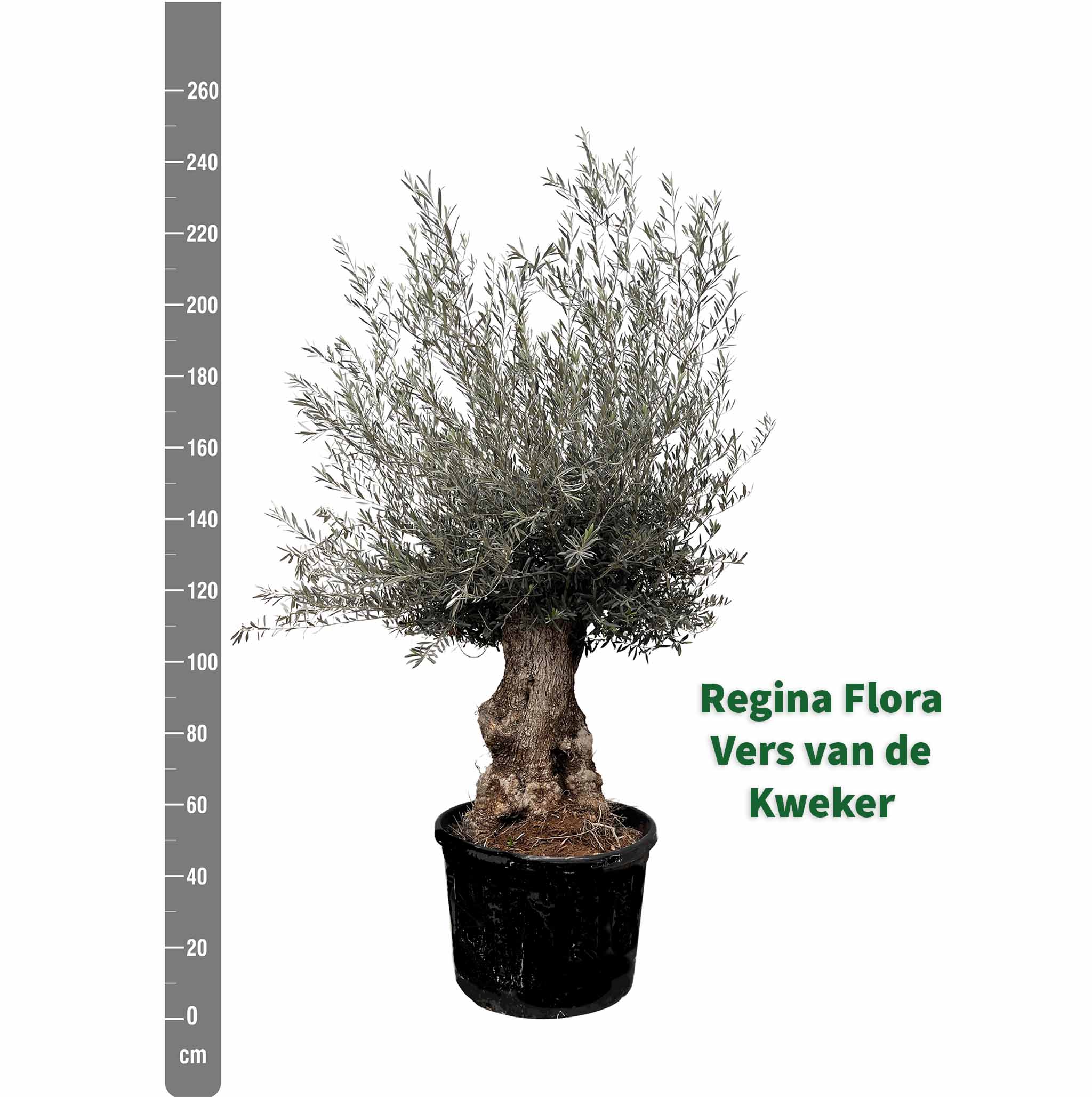 Olea Europaea Bonsai Boom met Meetlint 225cm Hoogte Indicatie