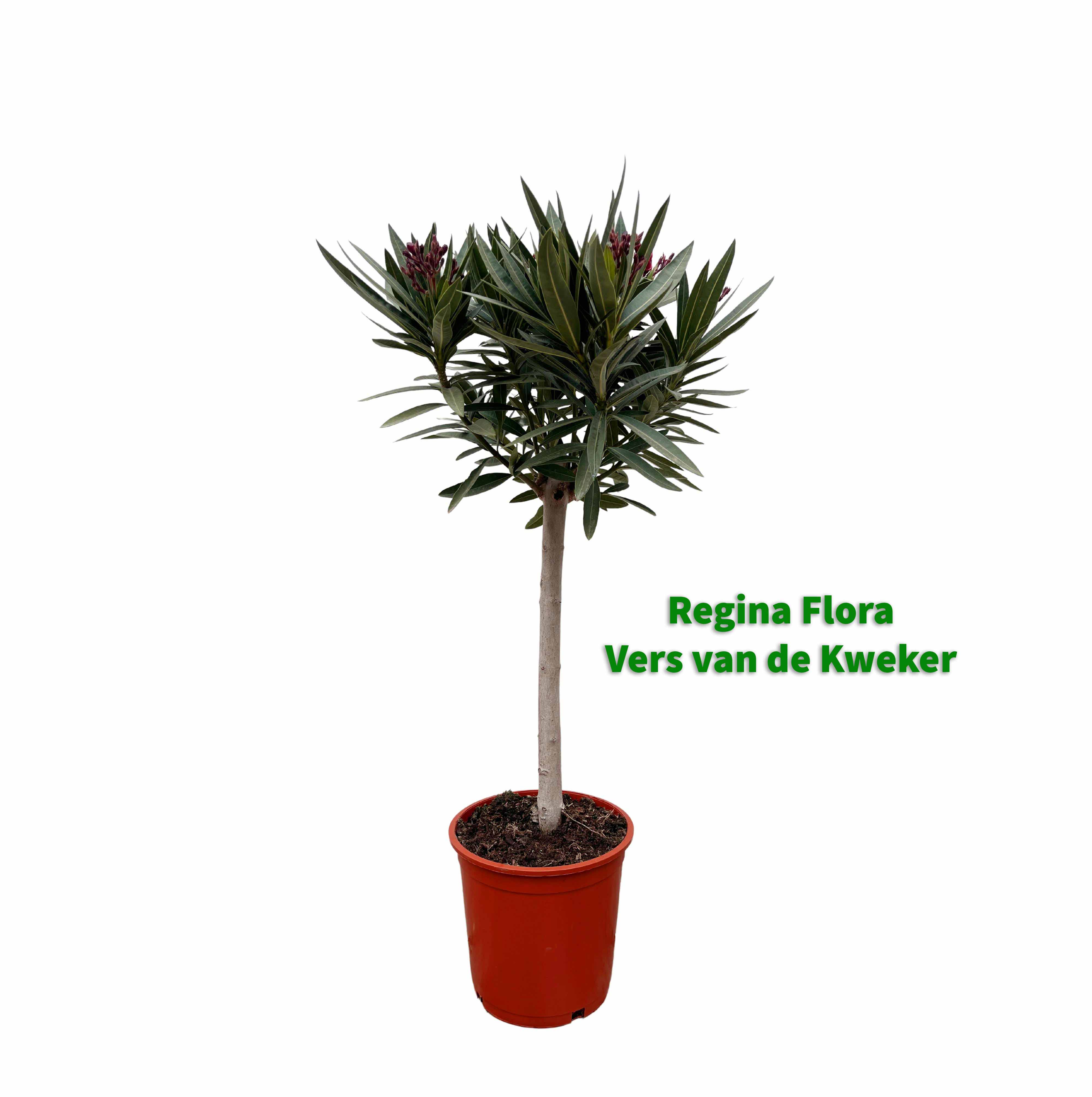 Regina Flora Oleander op Stam, 90cm in Kwekerspot