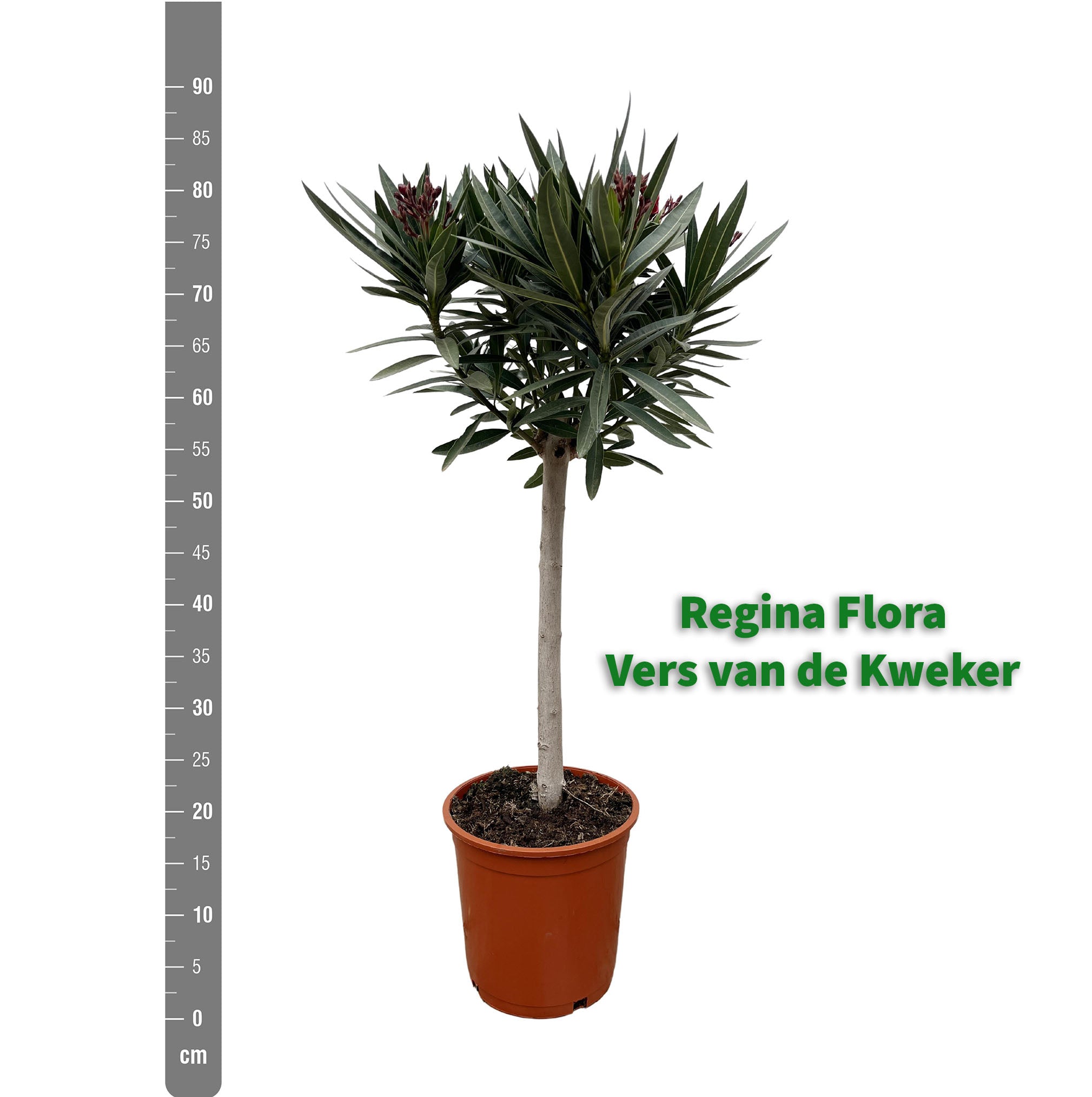 Regina Flora Oleander op Stam, 90cm met Meetlint naast Kwekerspot