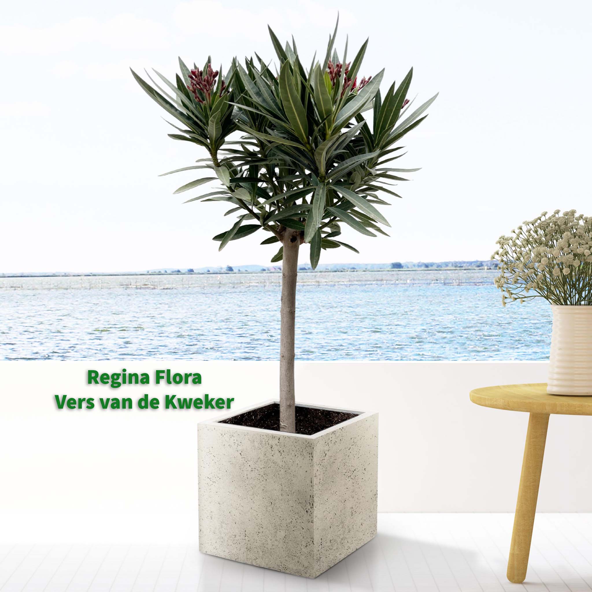 Regina Flora Oleander op Stam in Moderne Betonlook Pot aan een Meer