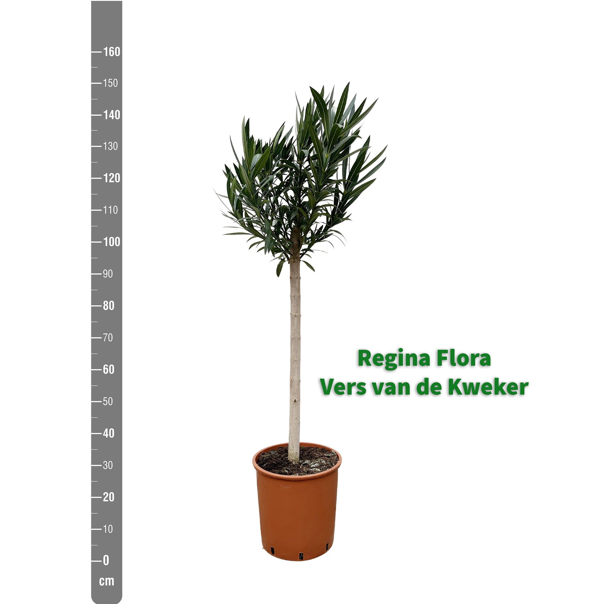 Oleander op Stam van 150 cm uit Kwekerij met Meetlint - Regina Flora