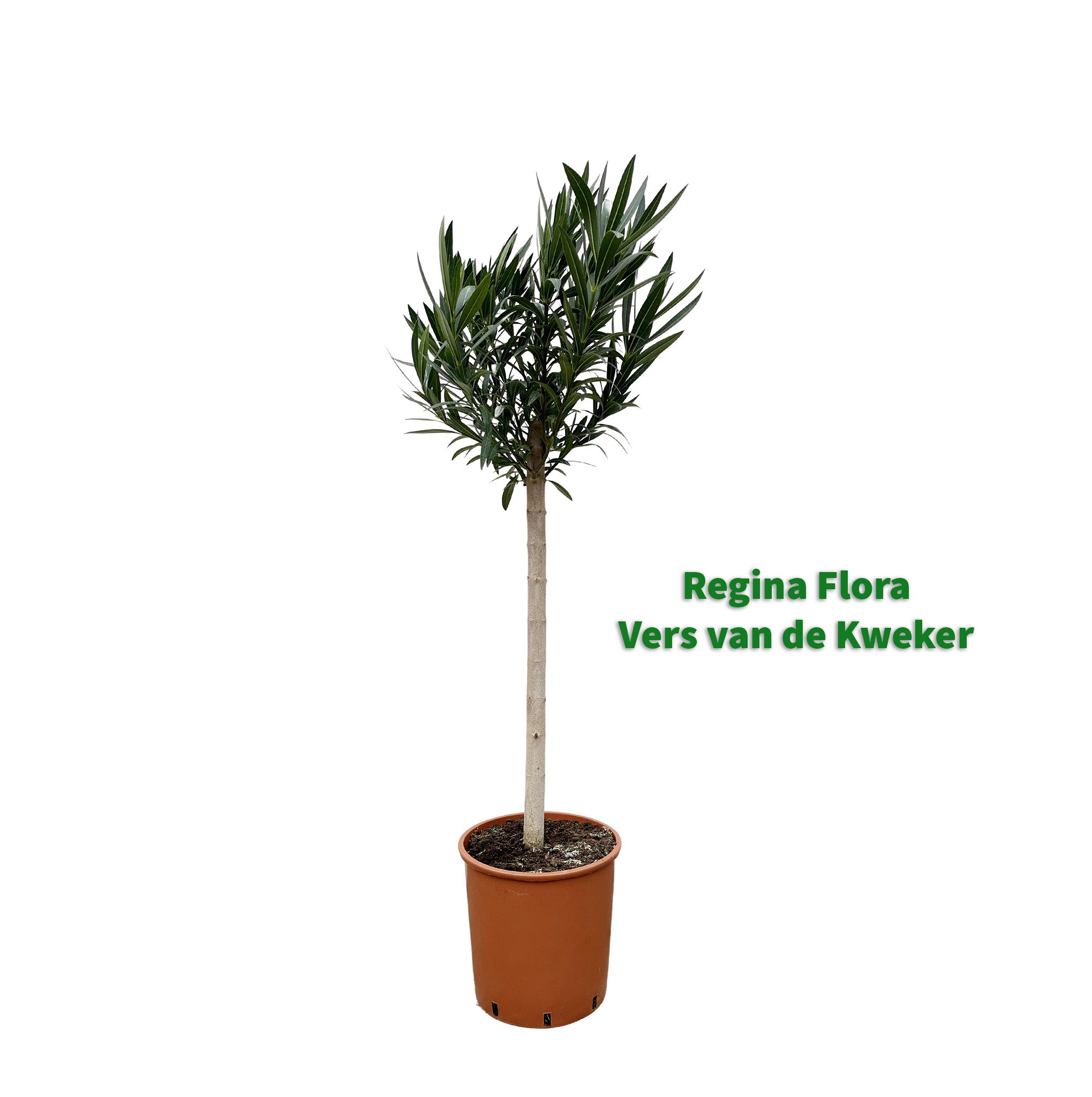 Jonge Oleander Plant op Stam Vers van de Kweker