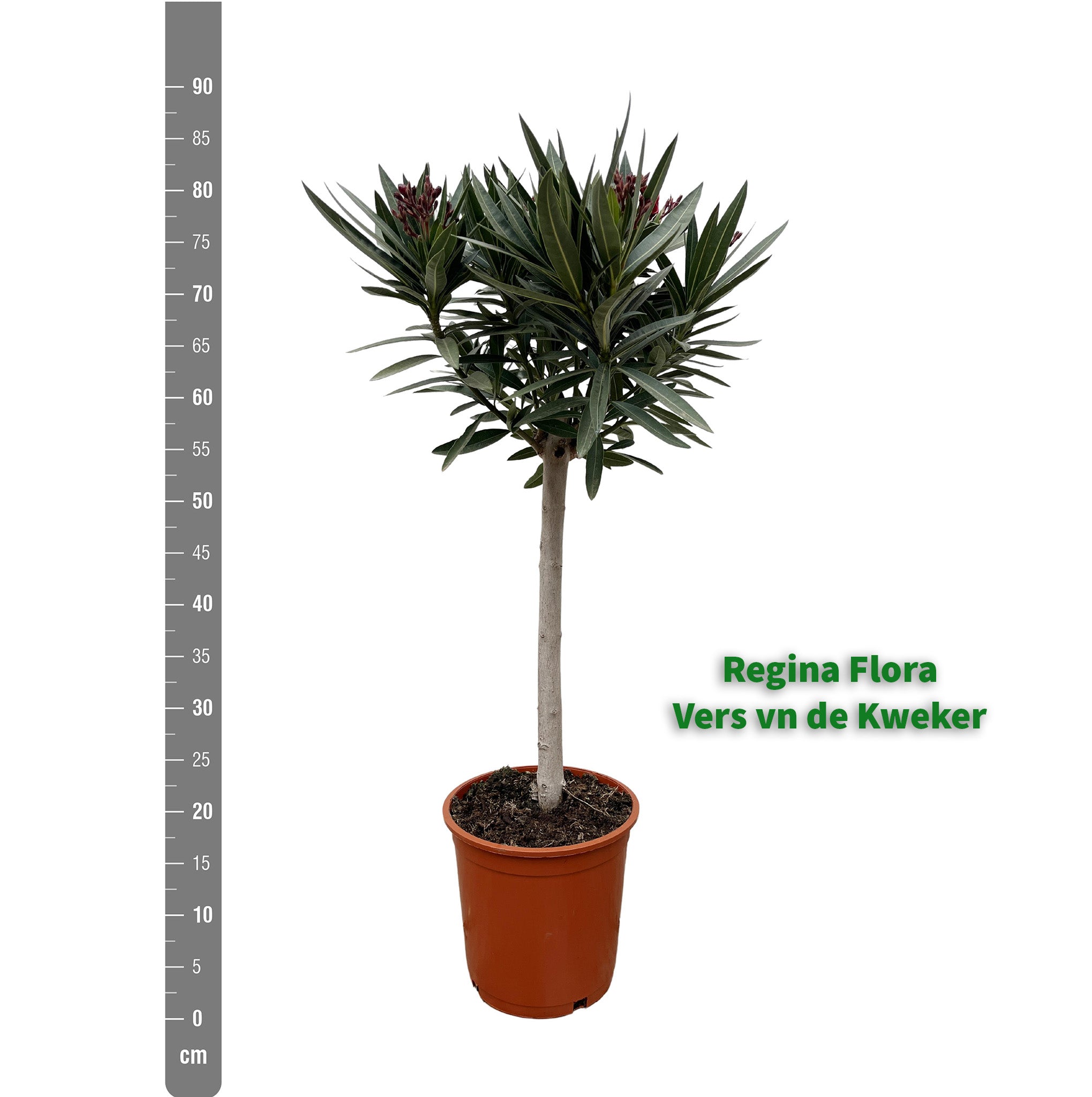 Witte Oleander Plant op Stam van 90 cm in Pot voor Maatvergelijking